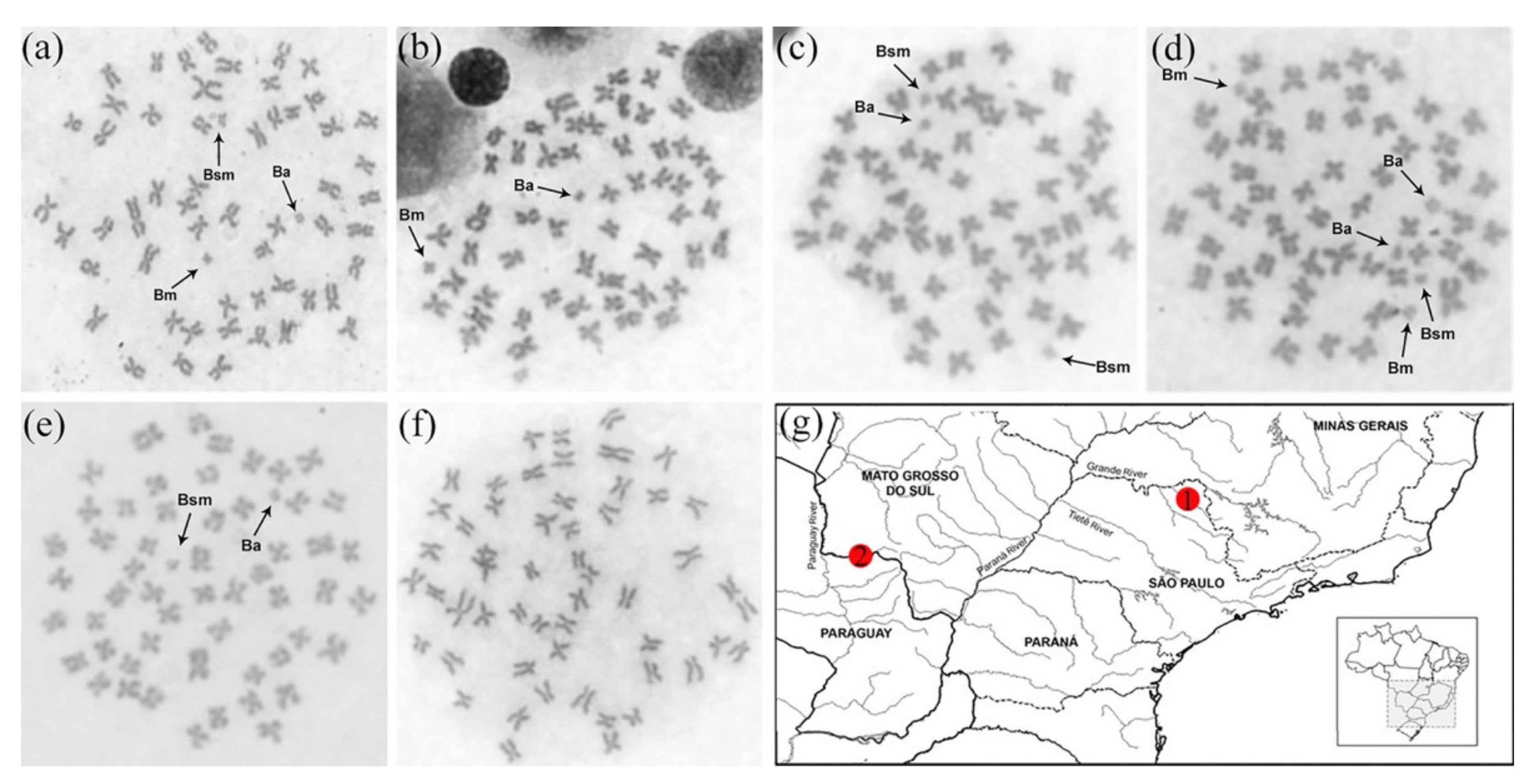 Cells 10 01527 g001 Cells 10 01527 g001