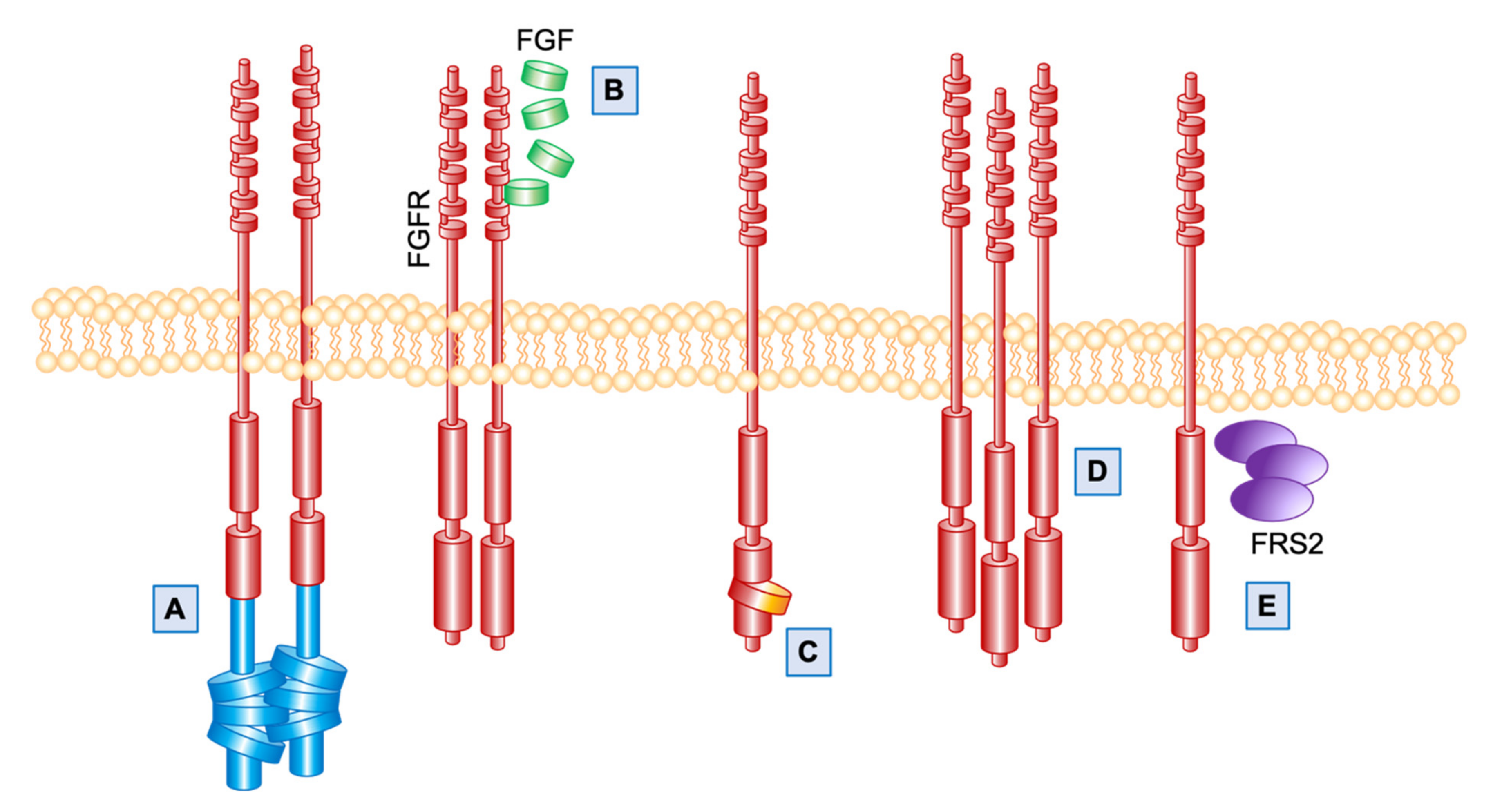 Cells 10 01533 g001 Cells 10 01533 g001