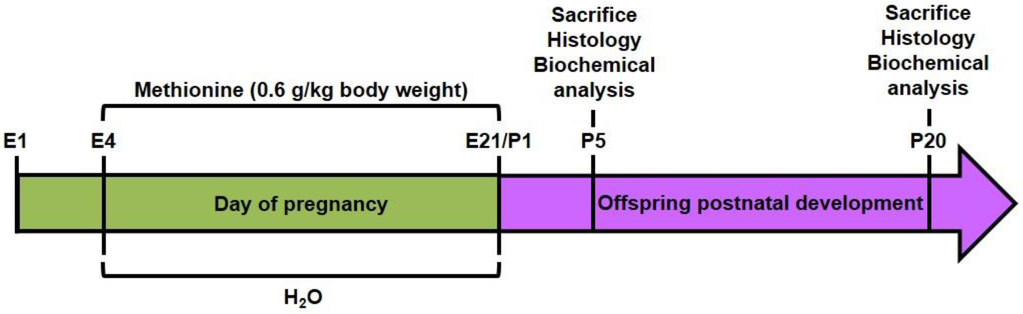 Cells 10 01536 sch001
