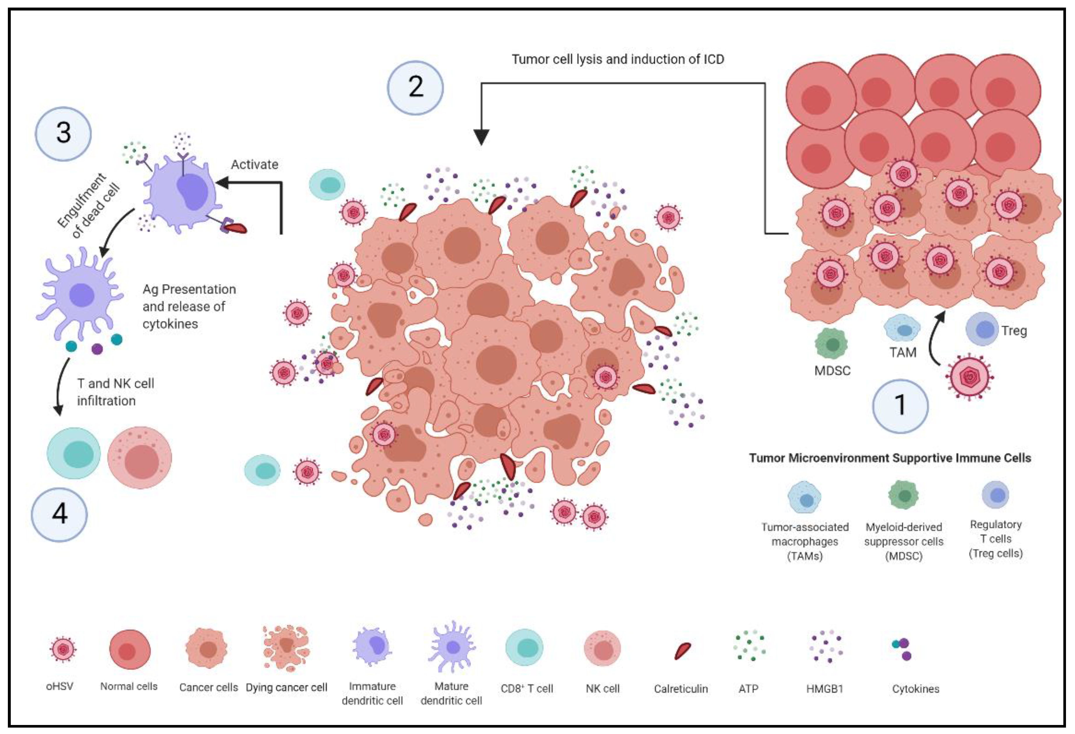 Herpes simplex virus enhances chemokine function through modulation of  receptor trafficking and oligomerization