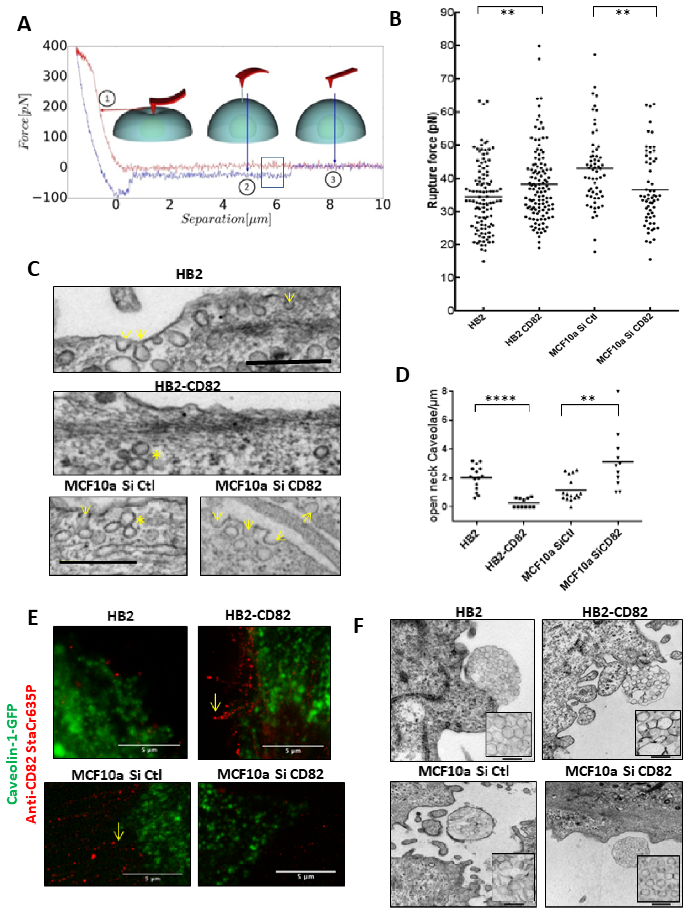 Cells 10 01545 g003 Cells 10 01545 g003