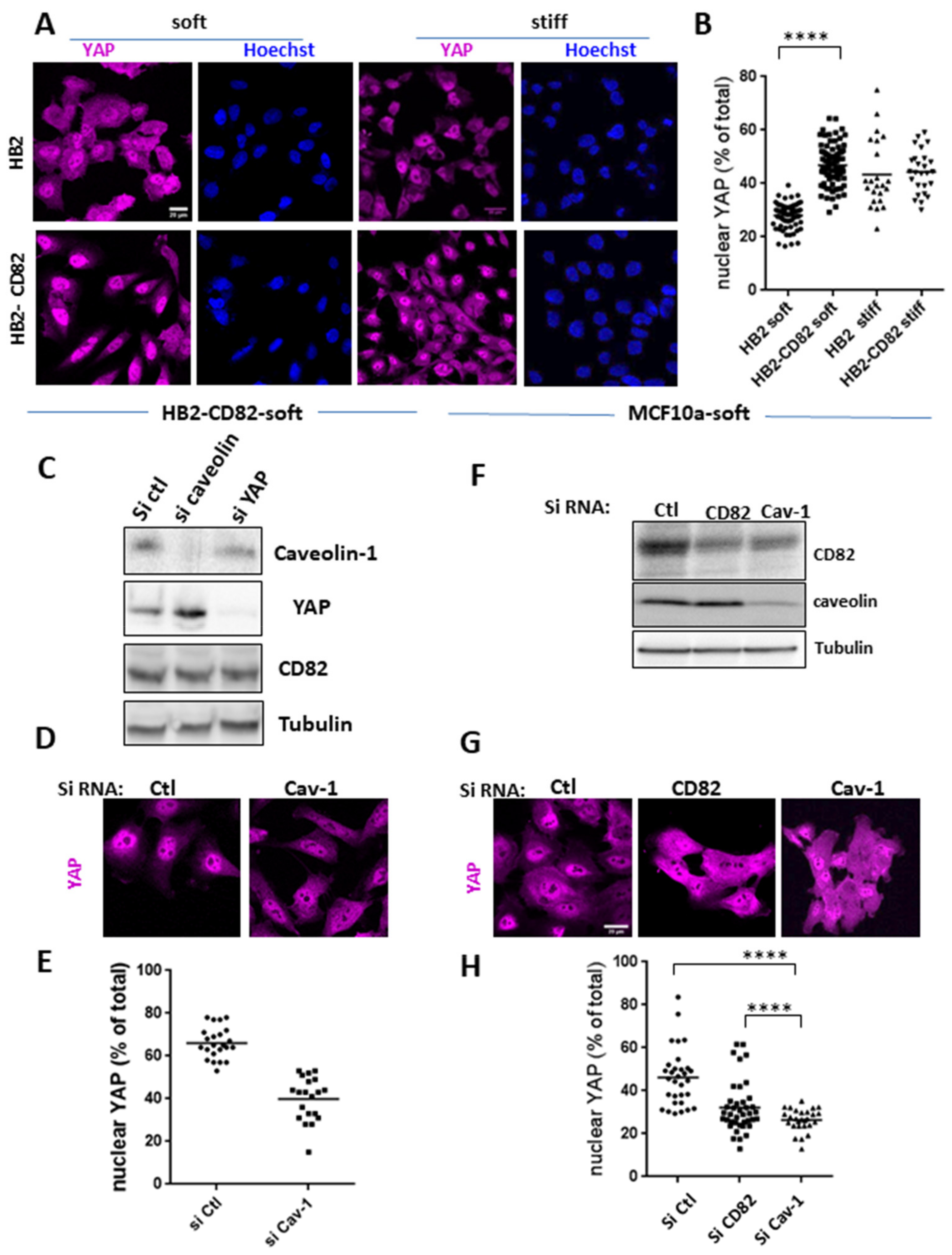 Cells 10 01545 g004 Cells 10 01545 g004
