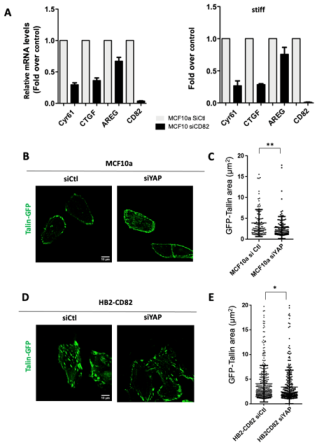 Cells 10 01545 g005 Cells 10 01545 g005