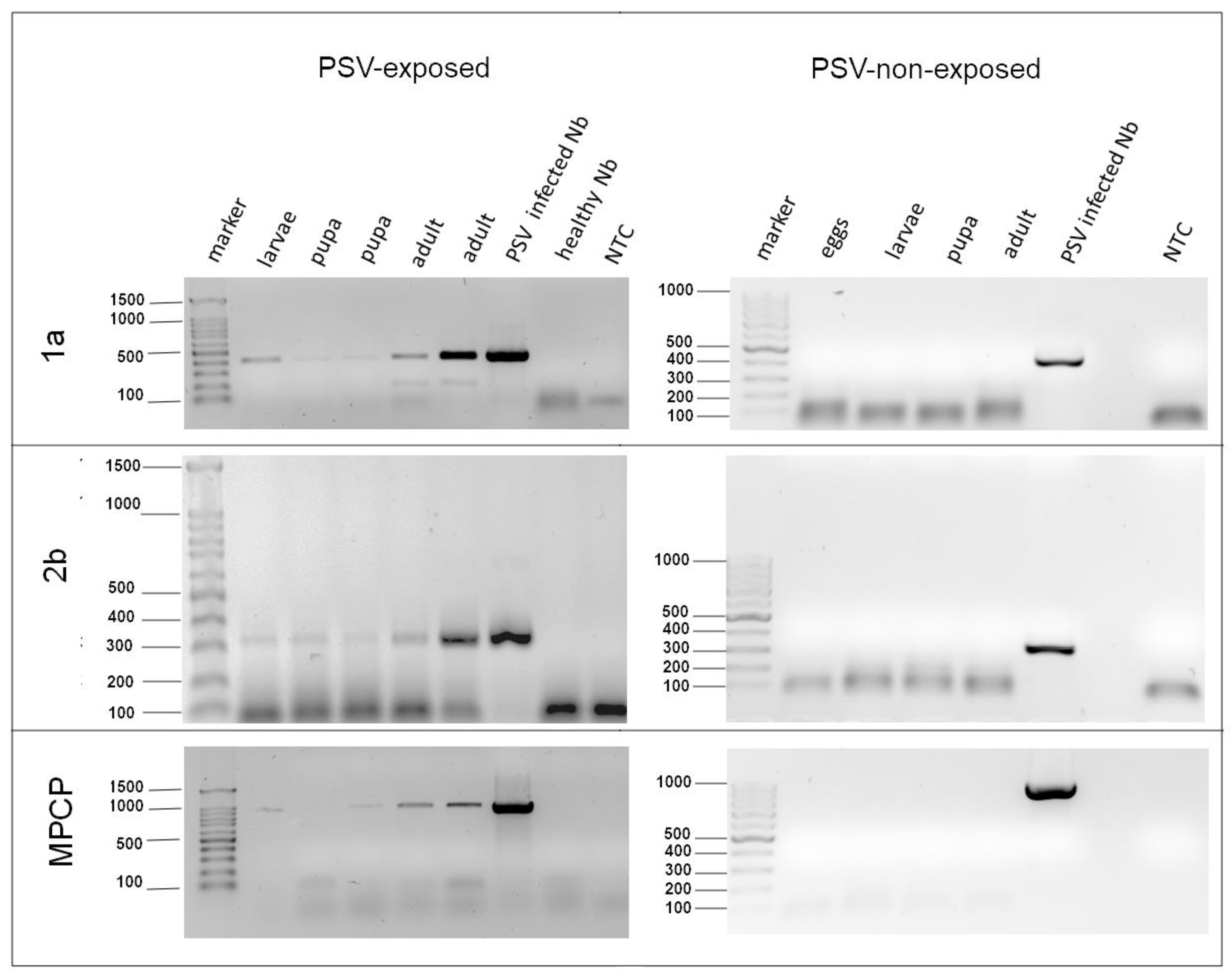 Cells 10 01546 g002 Cells 10 01546 g002