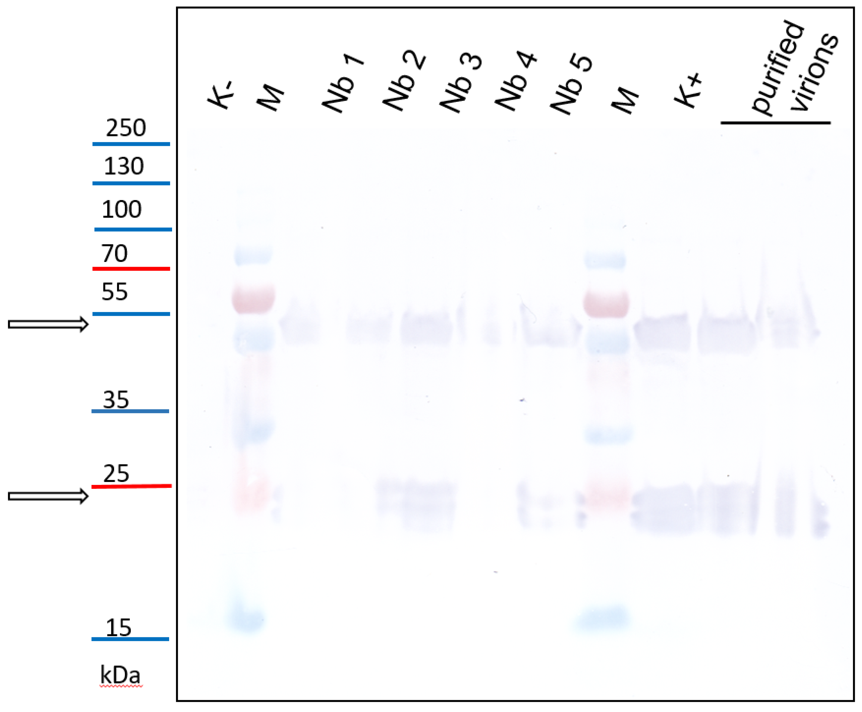 Cells 10 01546 g007 Cells 10 01546 g007