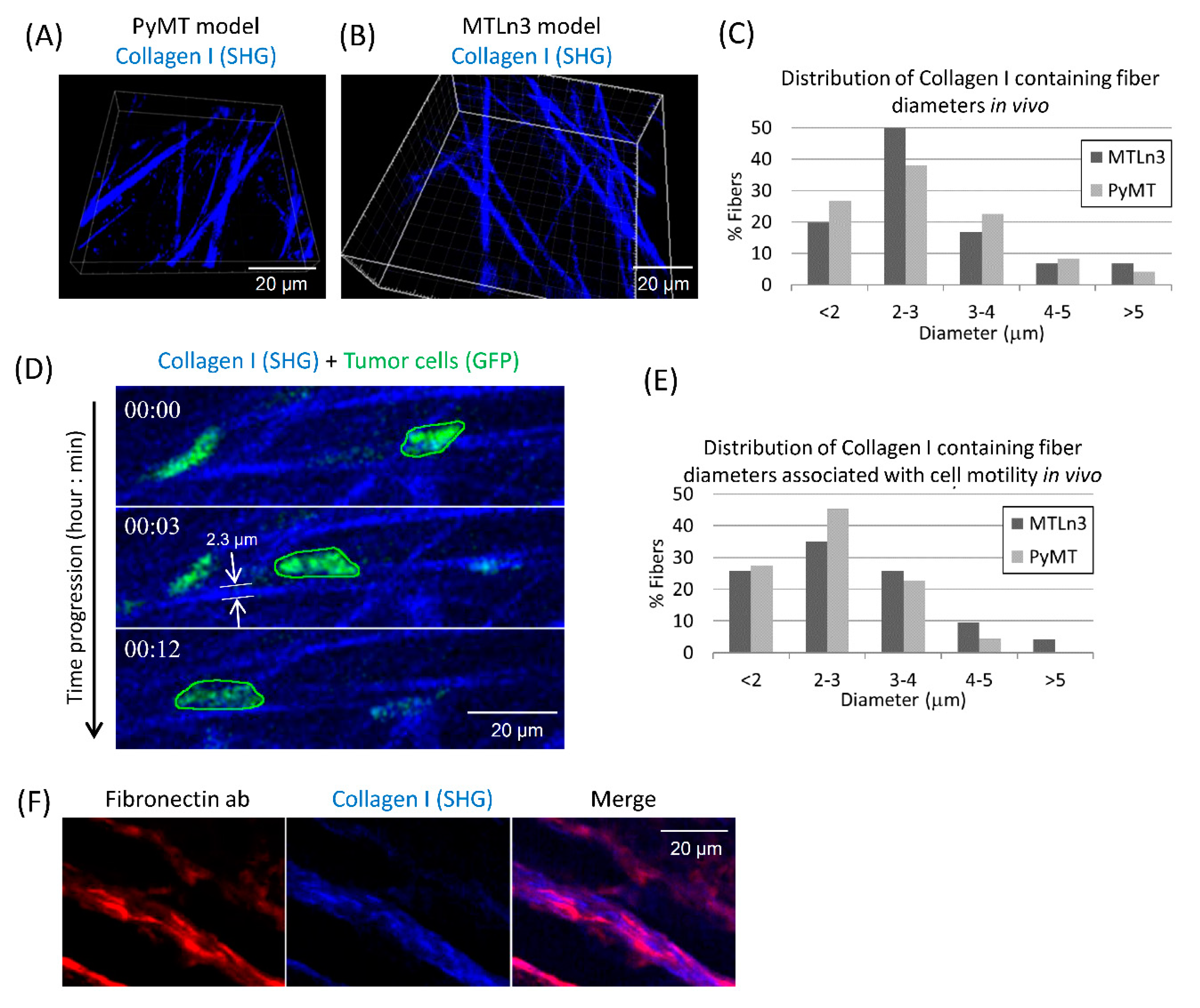 Cells 10 01549 g001 Cells 10 01549 g001