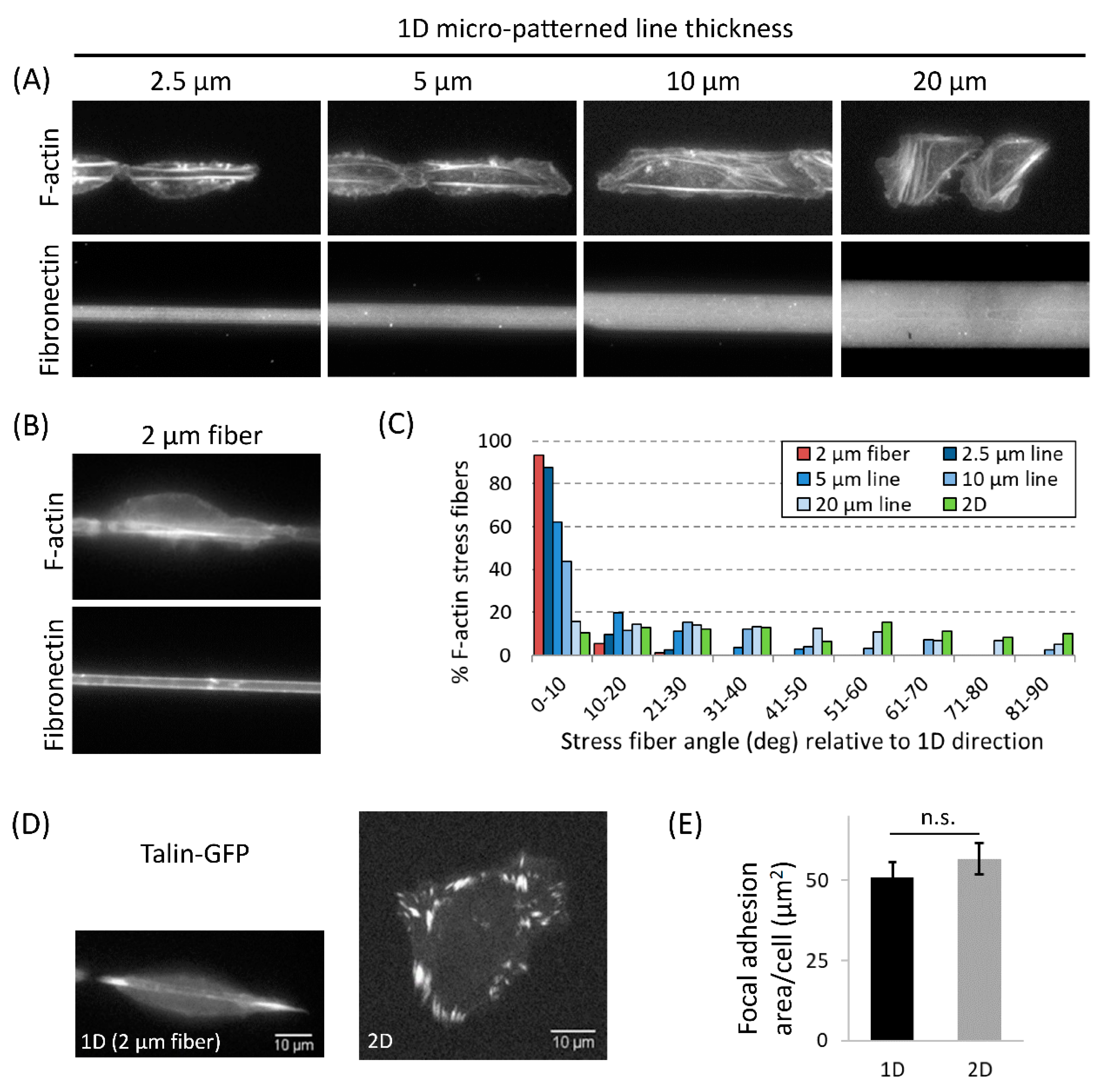 Cells 10 01549 g004 Cells 10 01549 g004