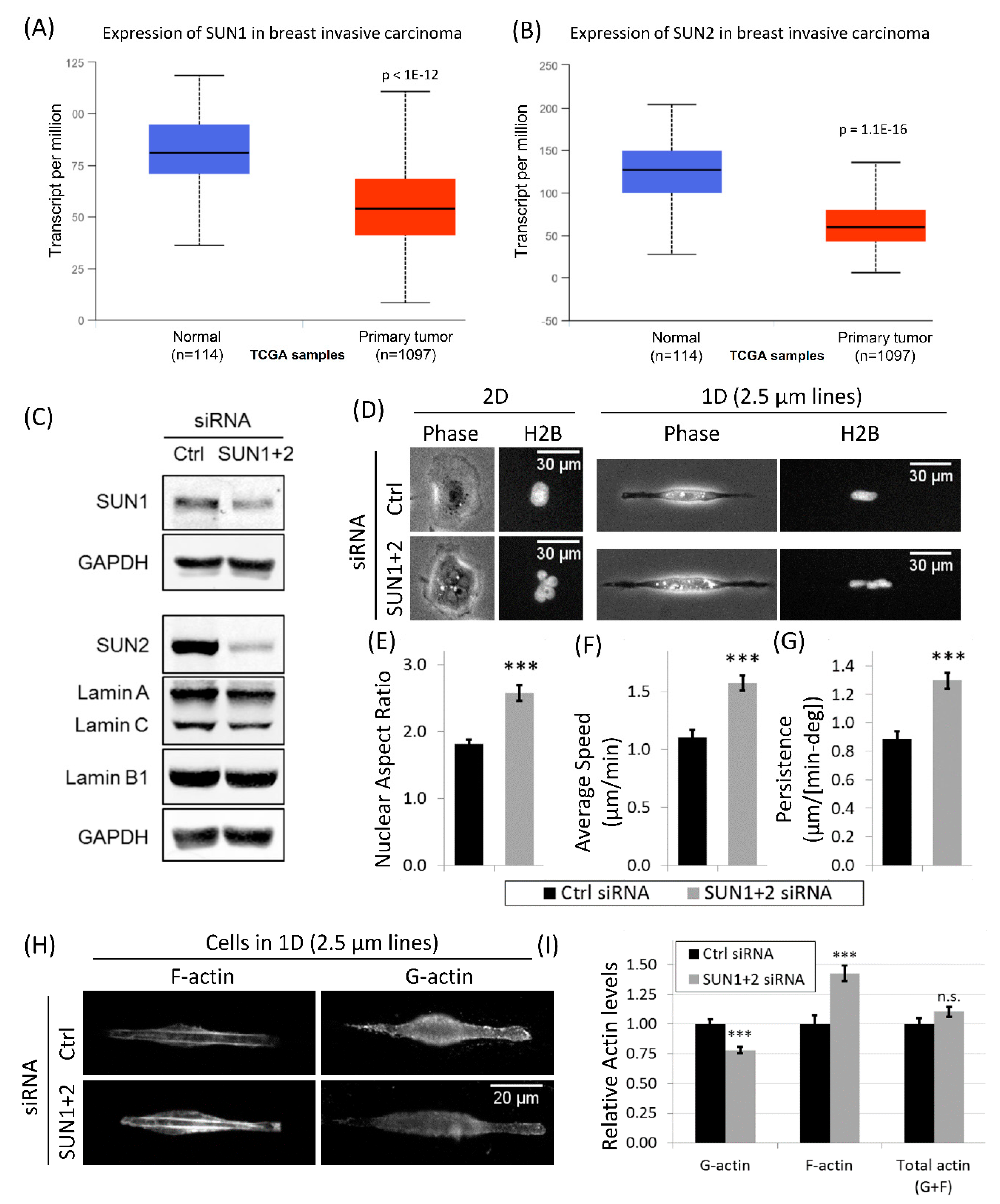 Cells 10 01549 g006 Cells 10 01549 g006