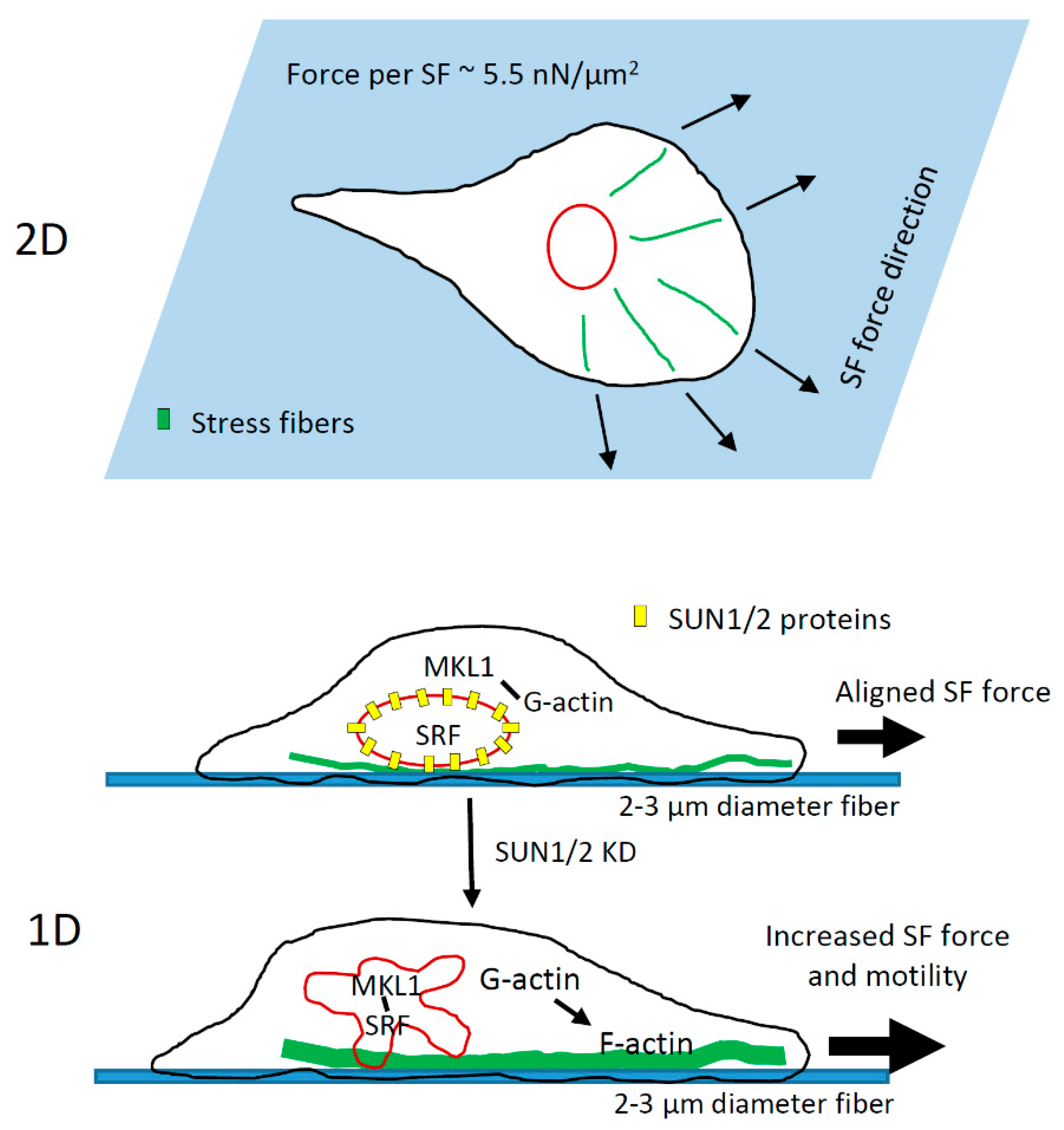 Cells 10 01549 g008 Cells 10 01549 g008