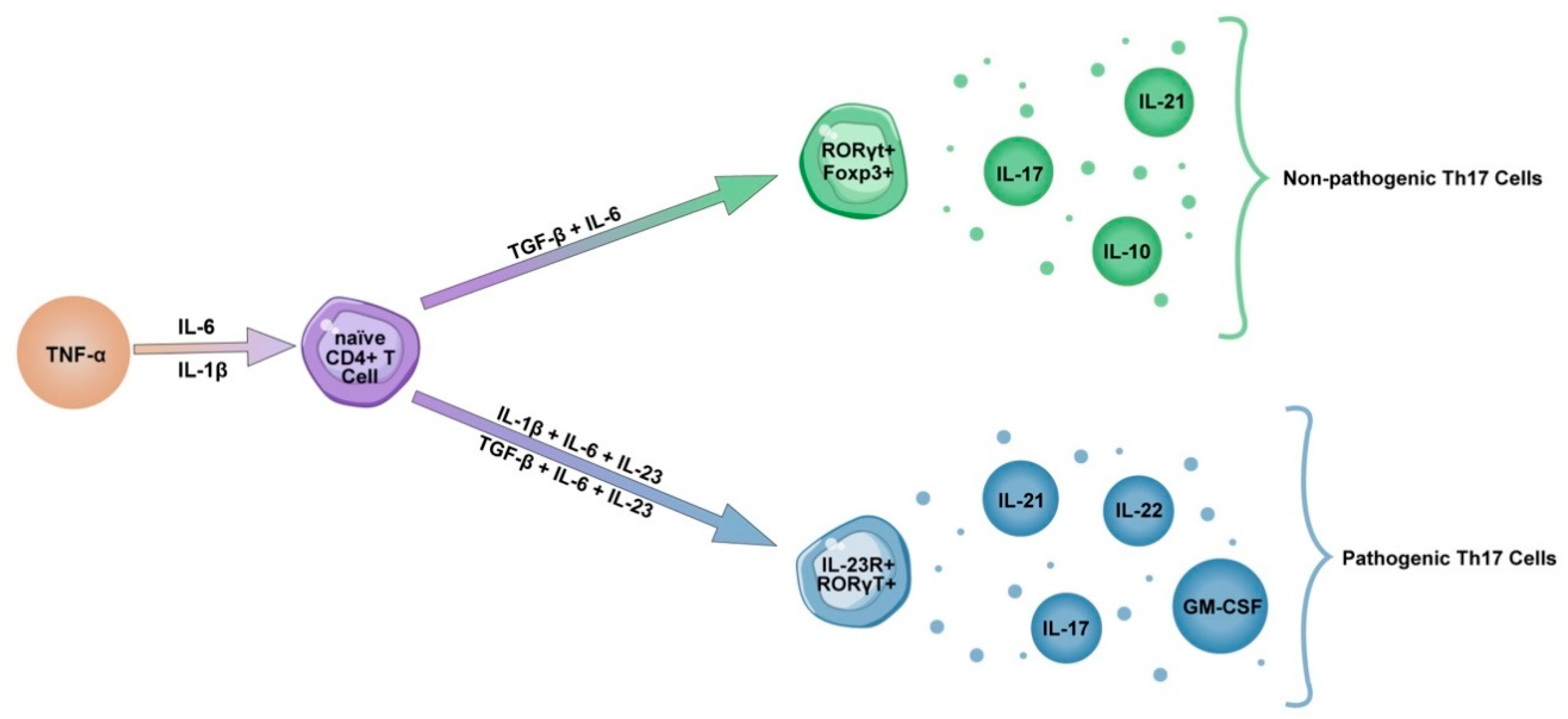Cells 10 01550 g001 Cells 10 01550 g001