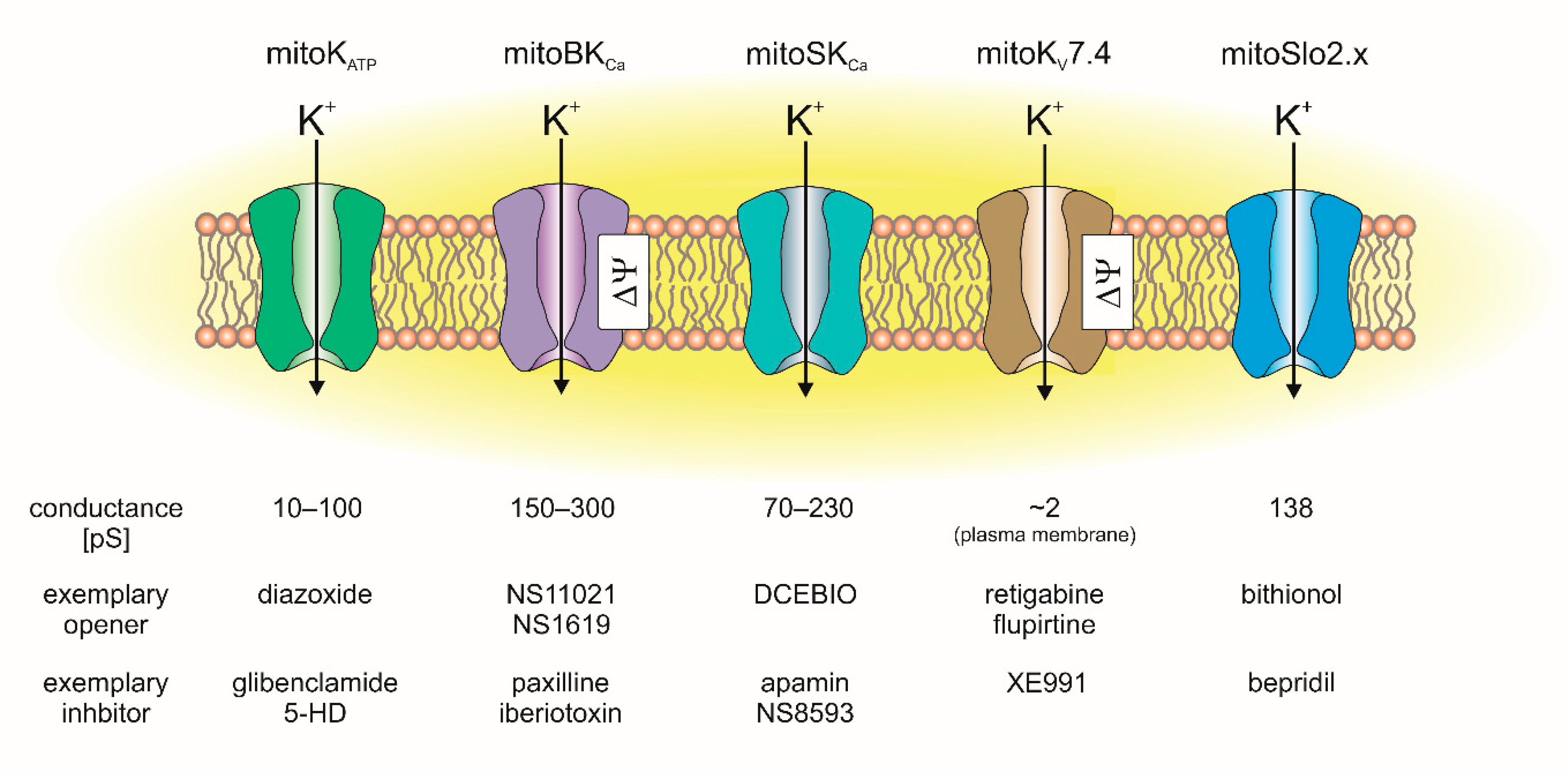 Cells Free FullText Multidimensional Regulation of Cardiac