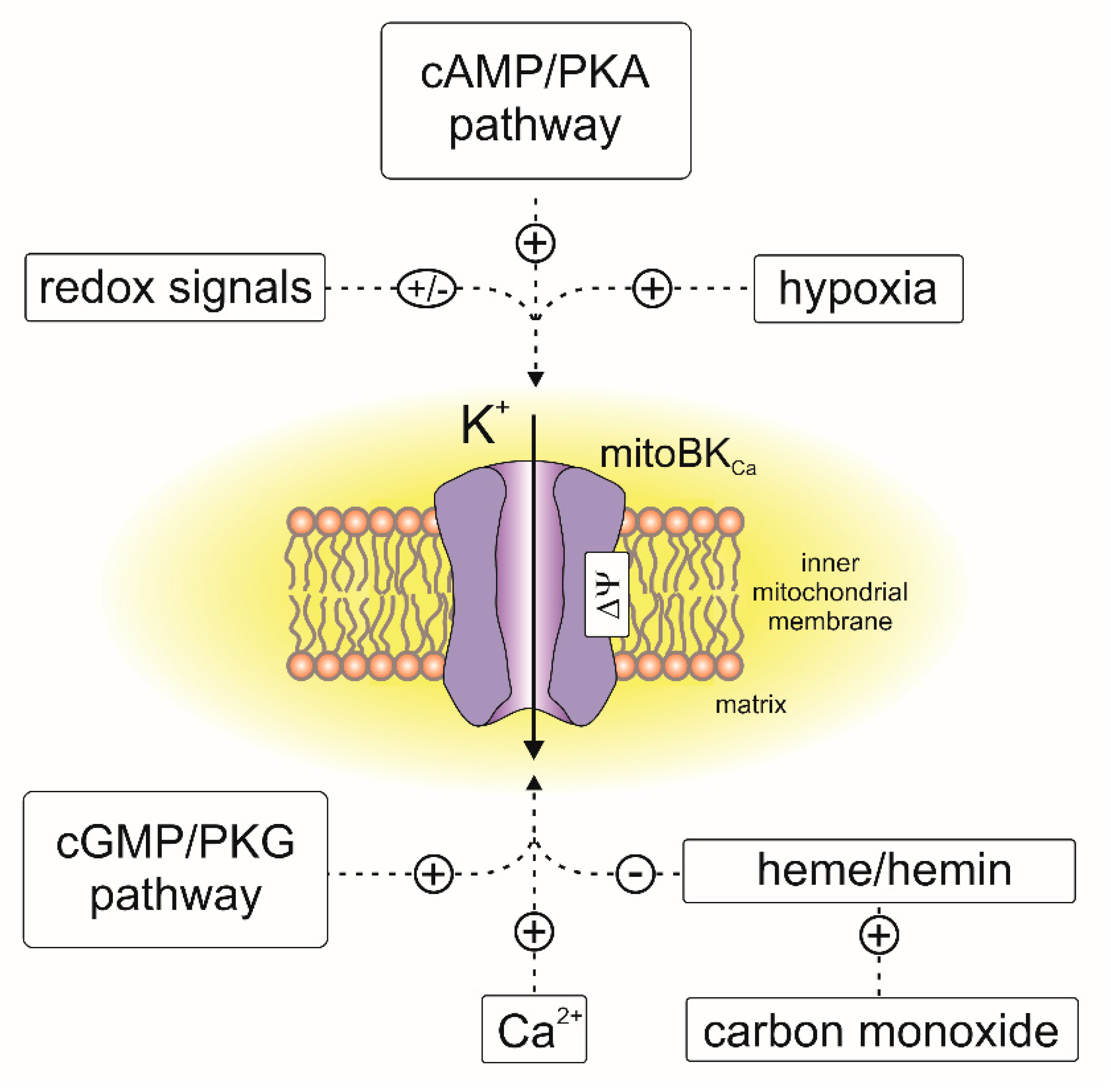 Cells 10 01554 g004 Cells 10 01554 g004