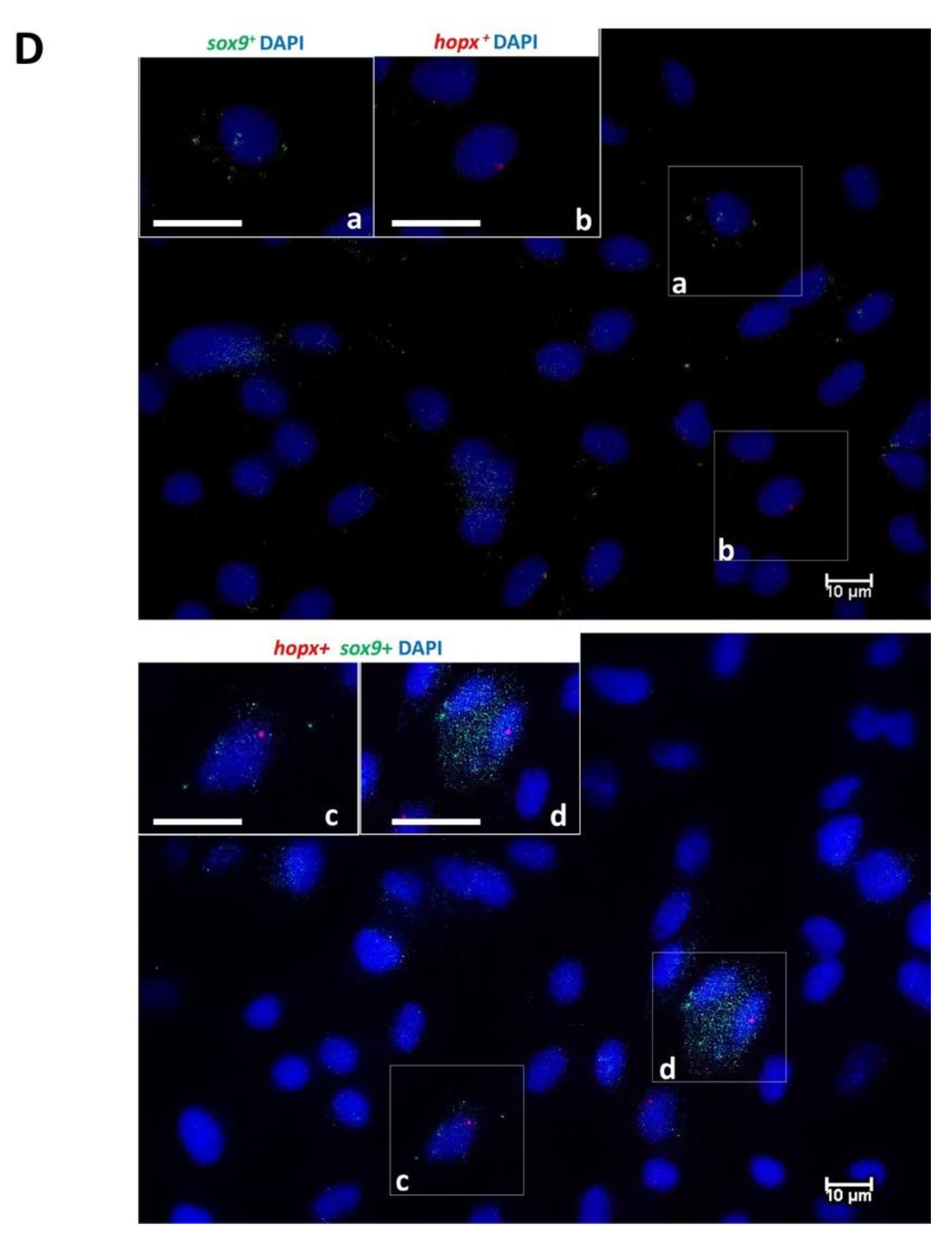 Cells 10 01555 g004b