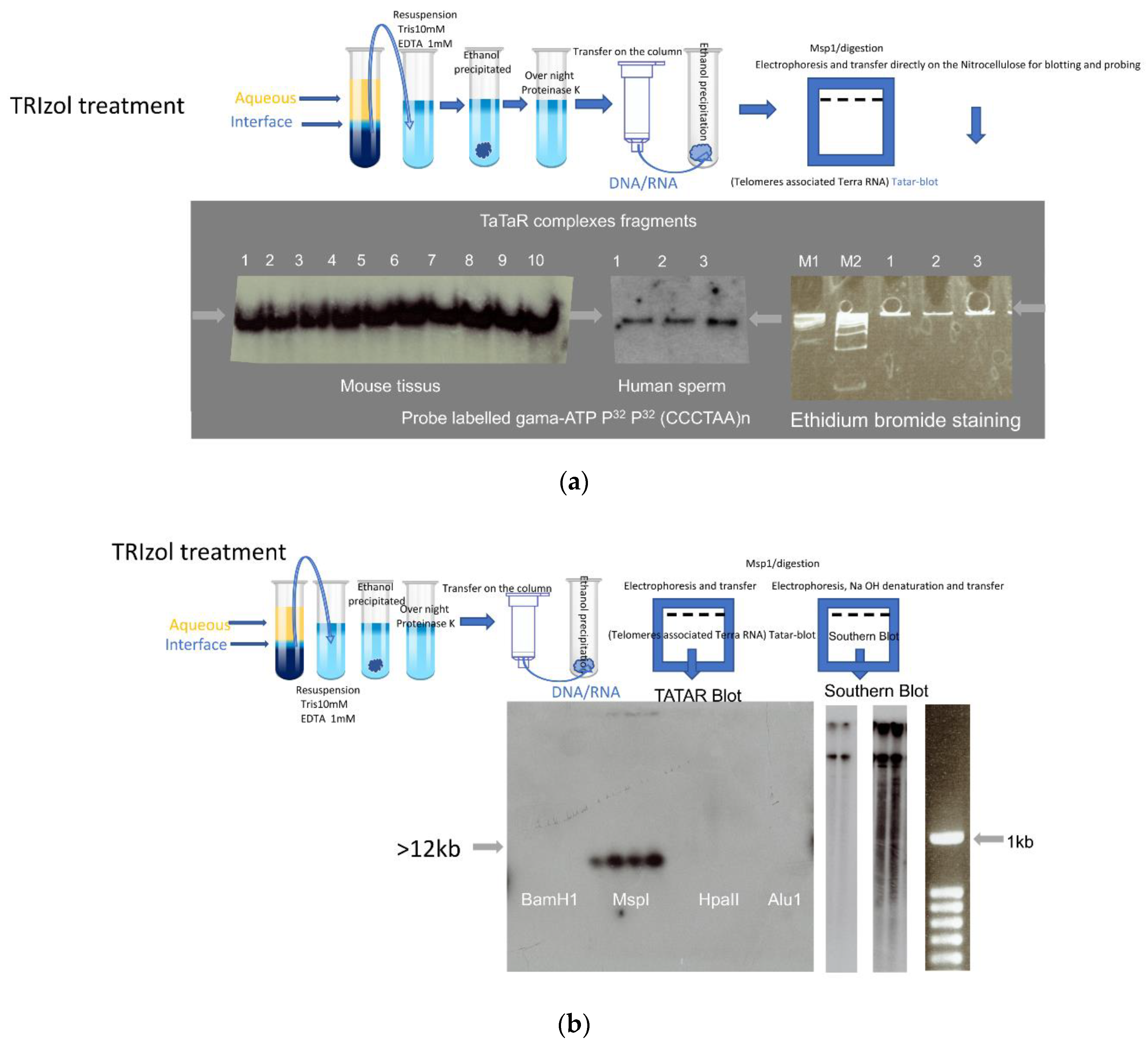 Cells 10 01556 g001a