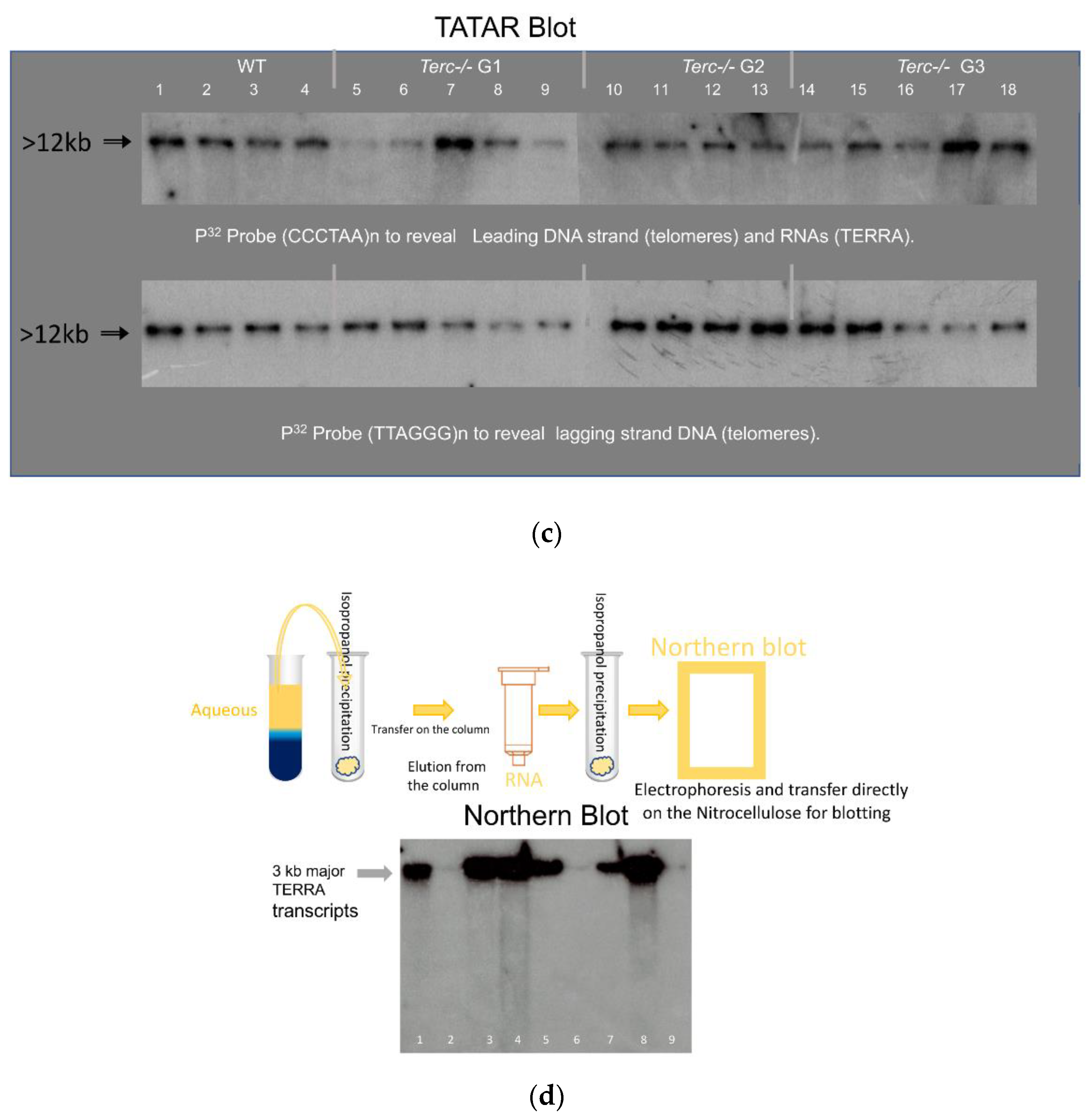 Cells 10 01556 g001b