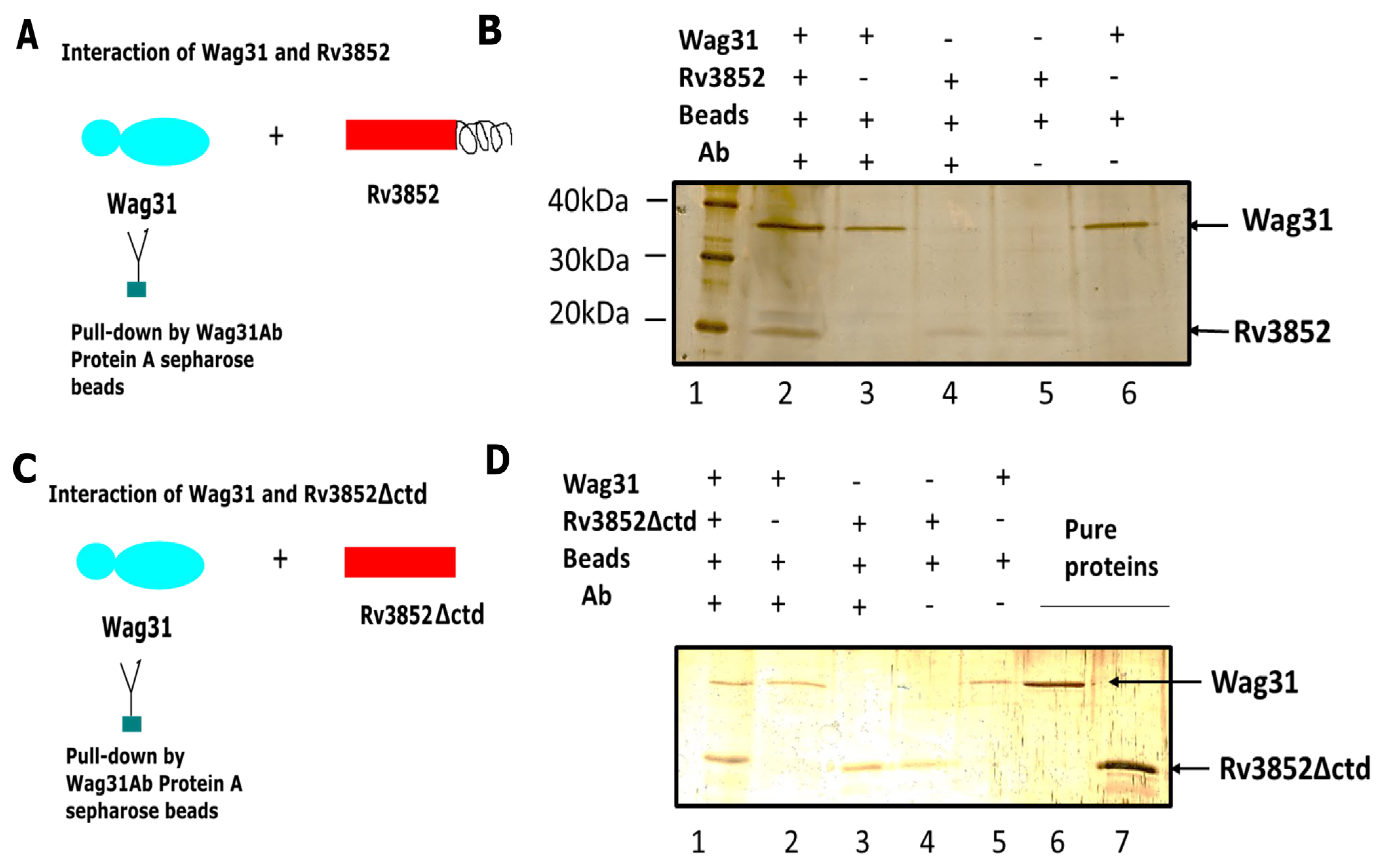 Cells 10 01558 g002 550