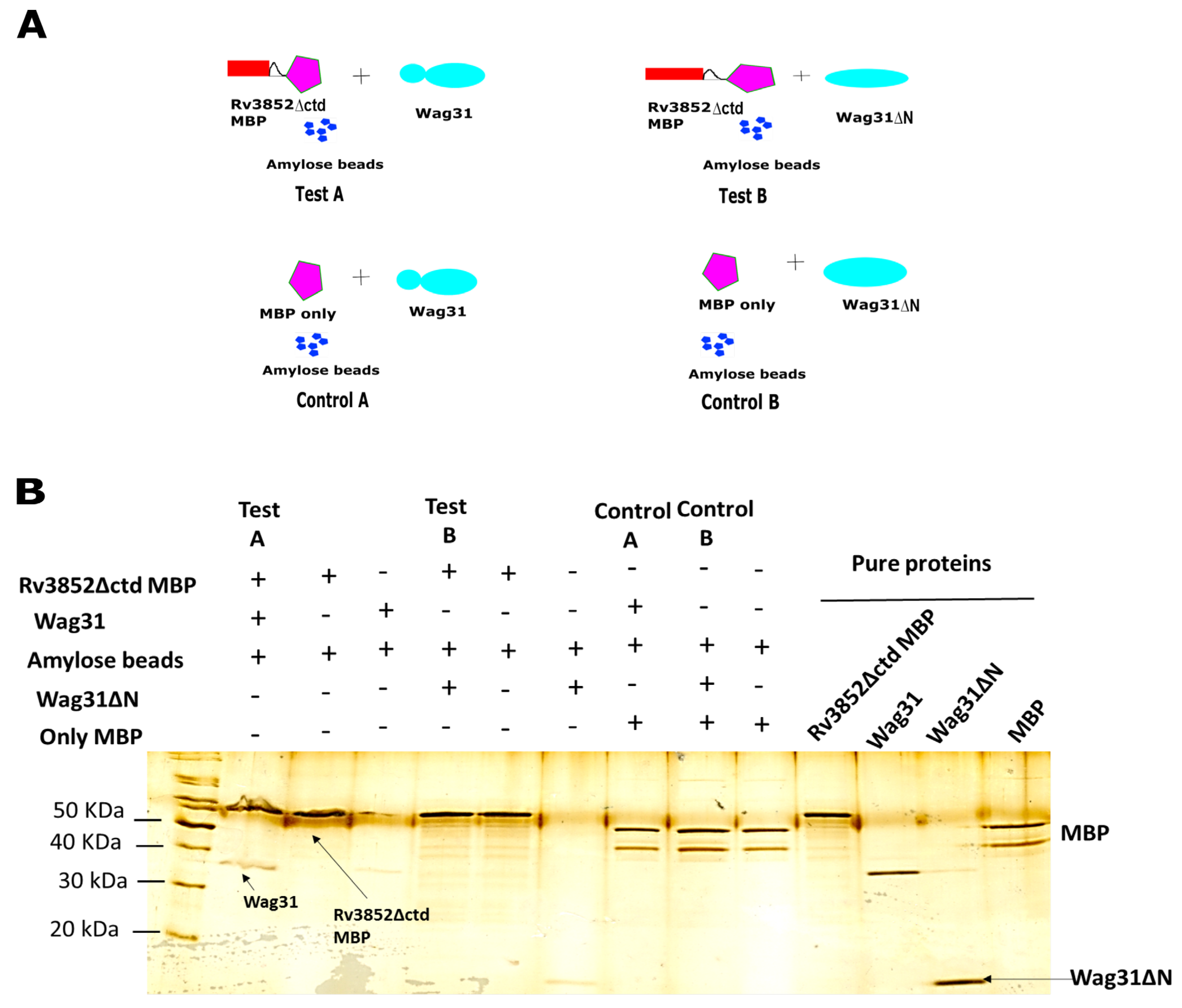 Cells 10 01558 g003 550