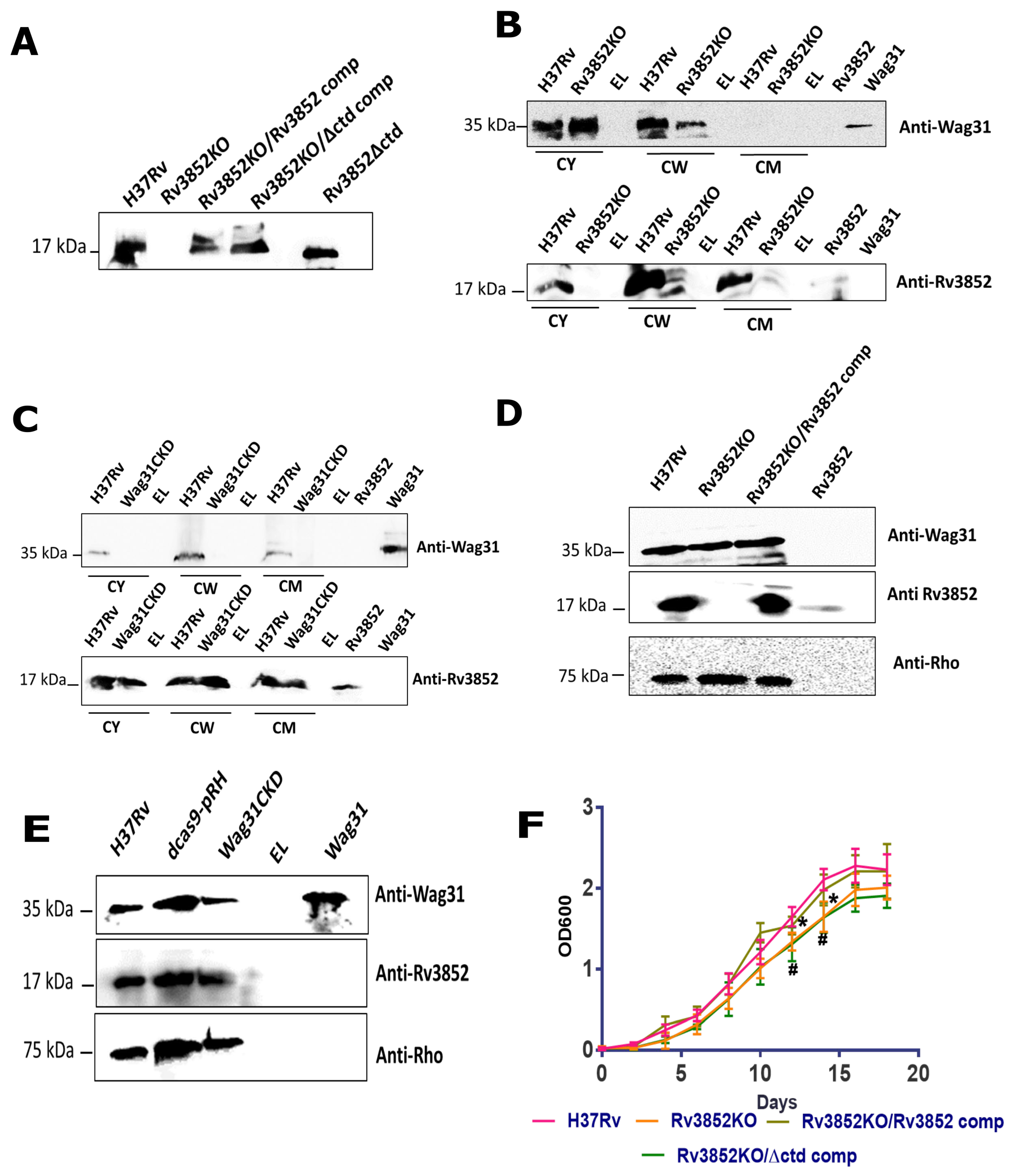 Cells 10 01558 g004 550
