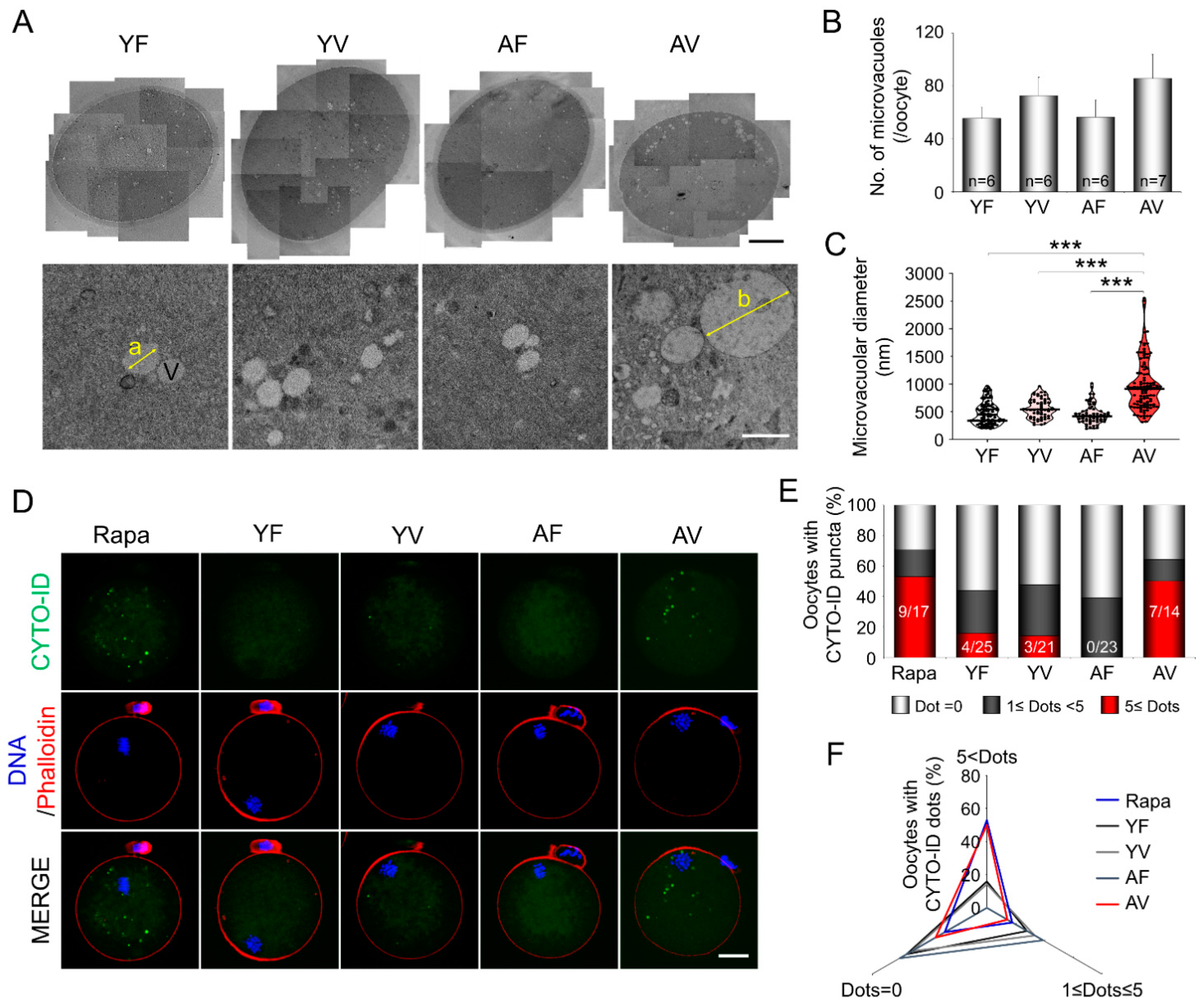 Cells 10 01563 g004 Cells 10 01563 g004