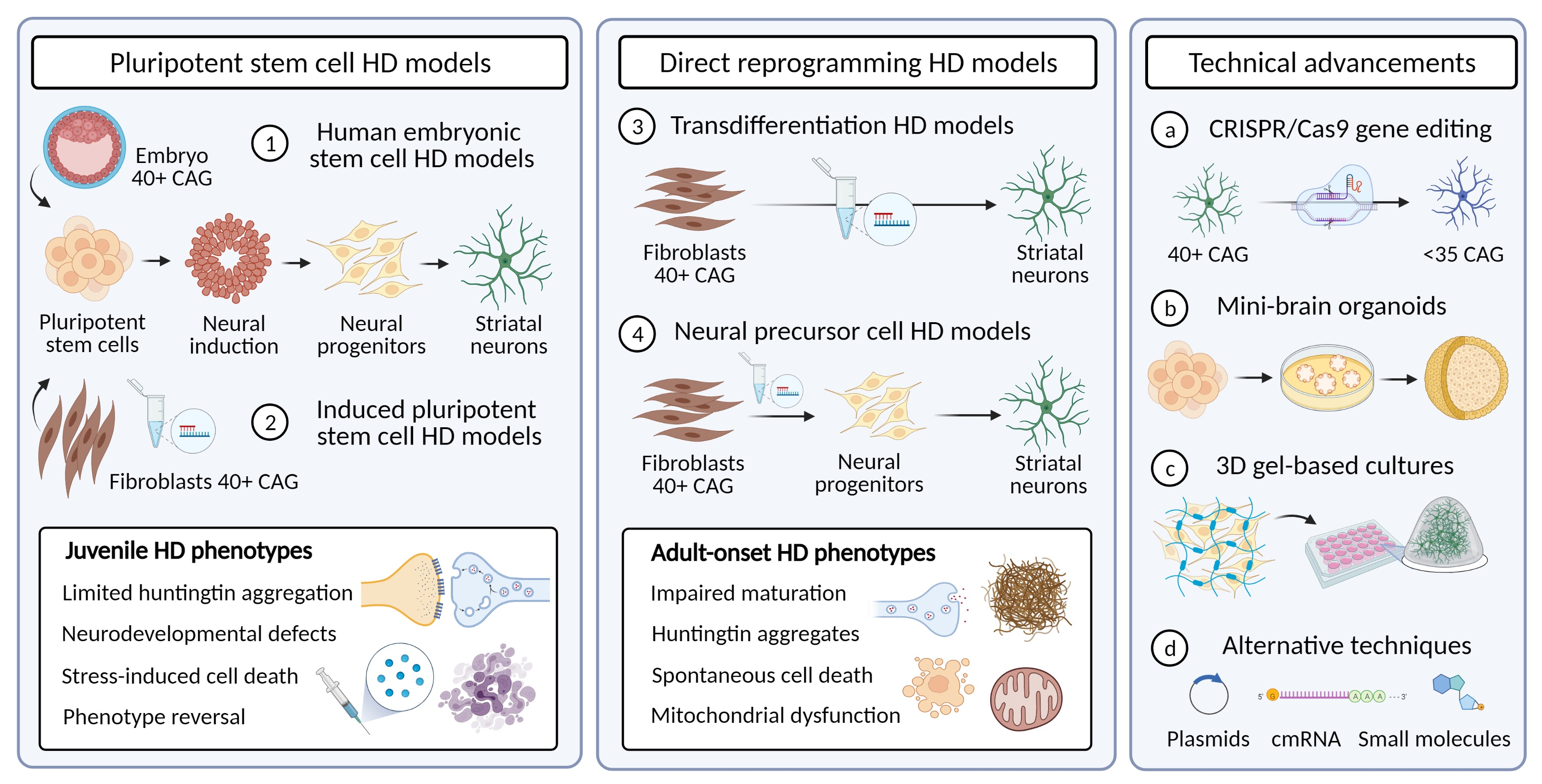Cells | Free Full-Text | Cell Reprogramming to Model Huntington's 