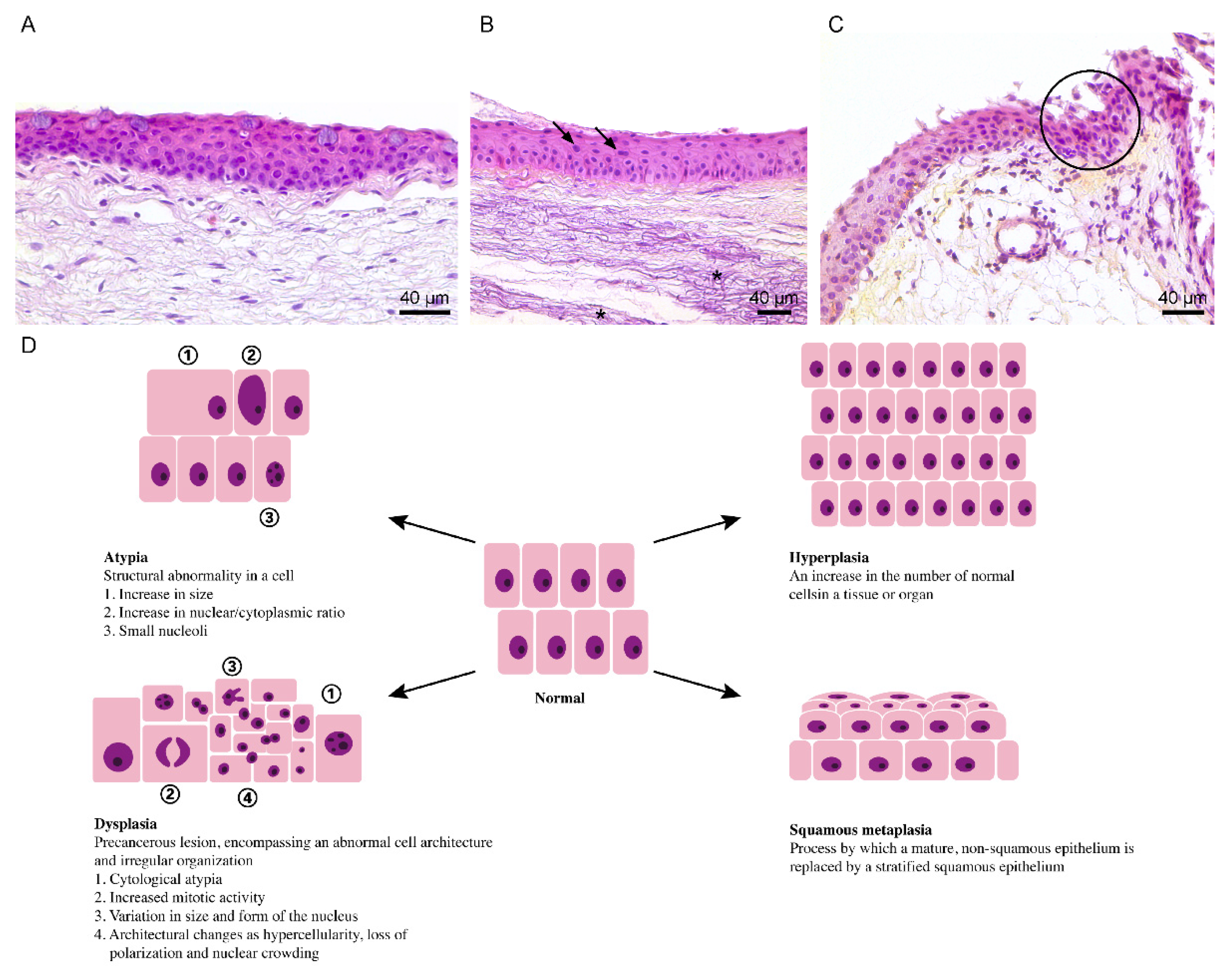 Cells 10 01567 g003 Cells 10 01567 g003