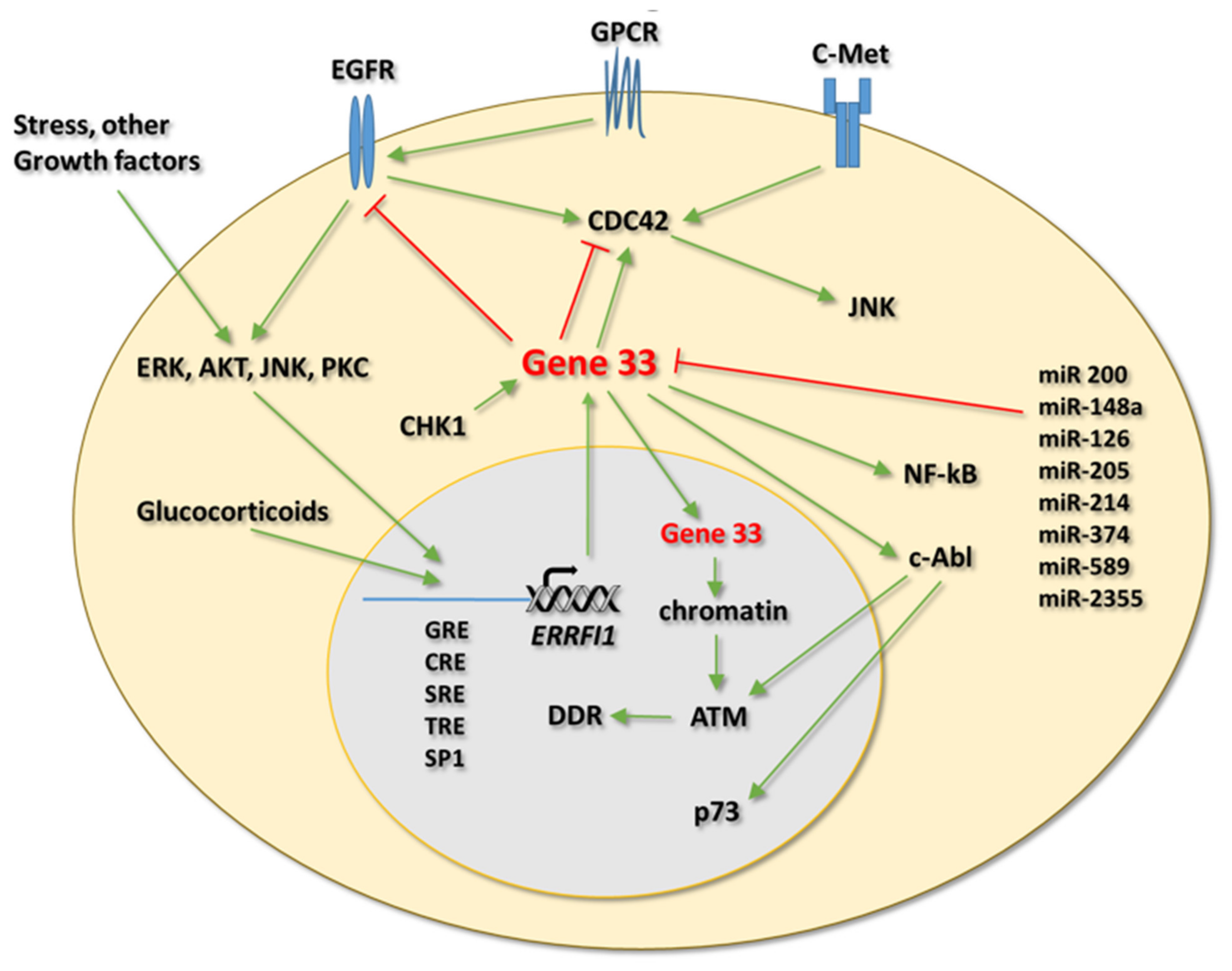 Cells | Free Full-Text | Gene 33/Mig6/ERRFI1, an Adapter Protein 