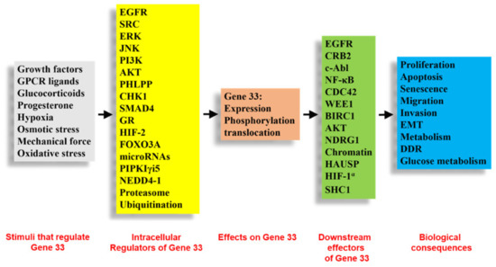 Gene 33/Mig6/ERRFI1, an Adapter Protein with Complex