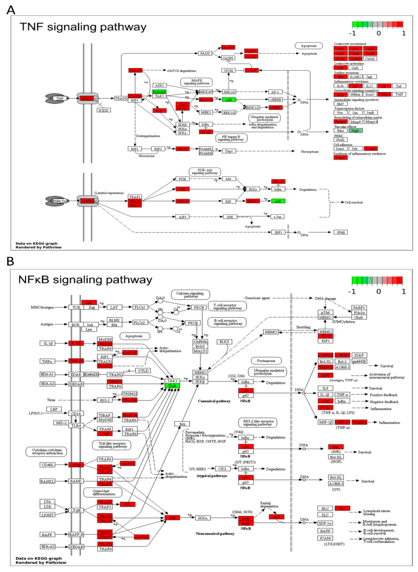 Cells 10 01576 g005 Cells 10 01576 g005