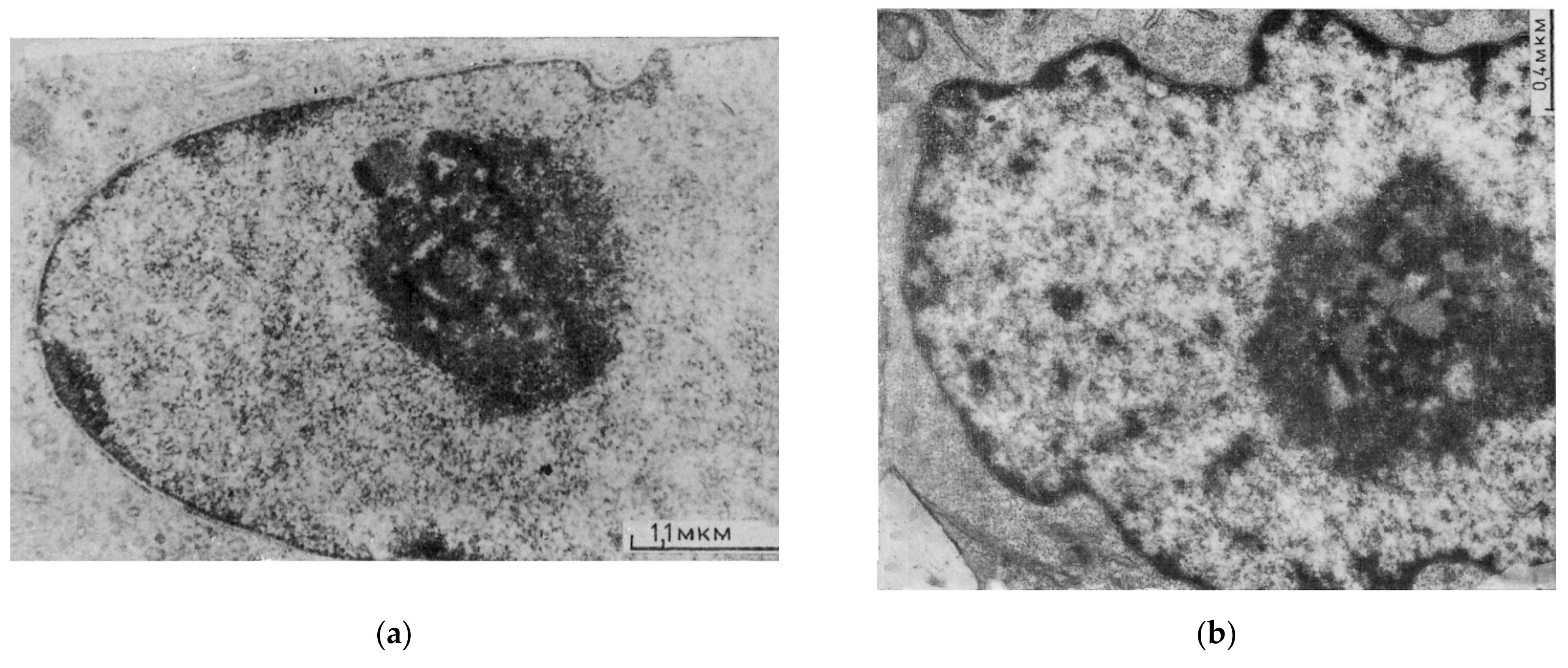 Cells 10 01582 g005a
