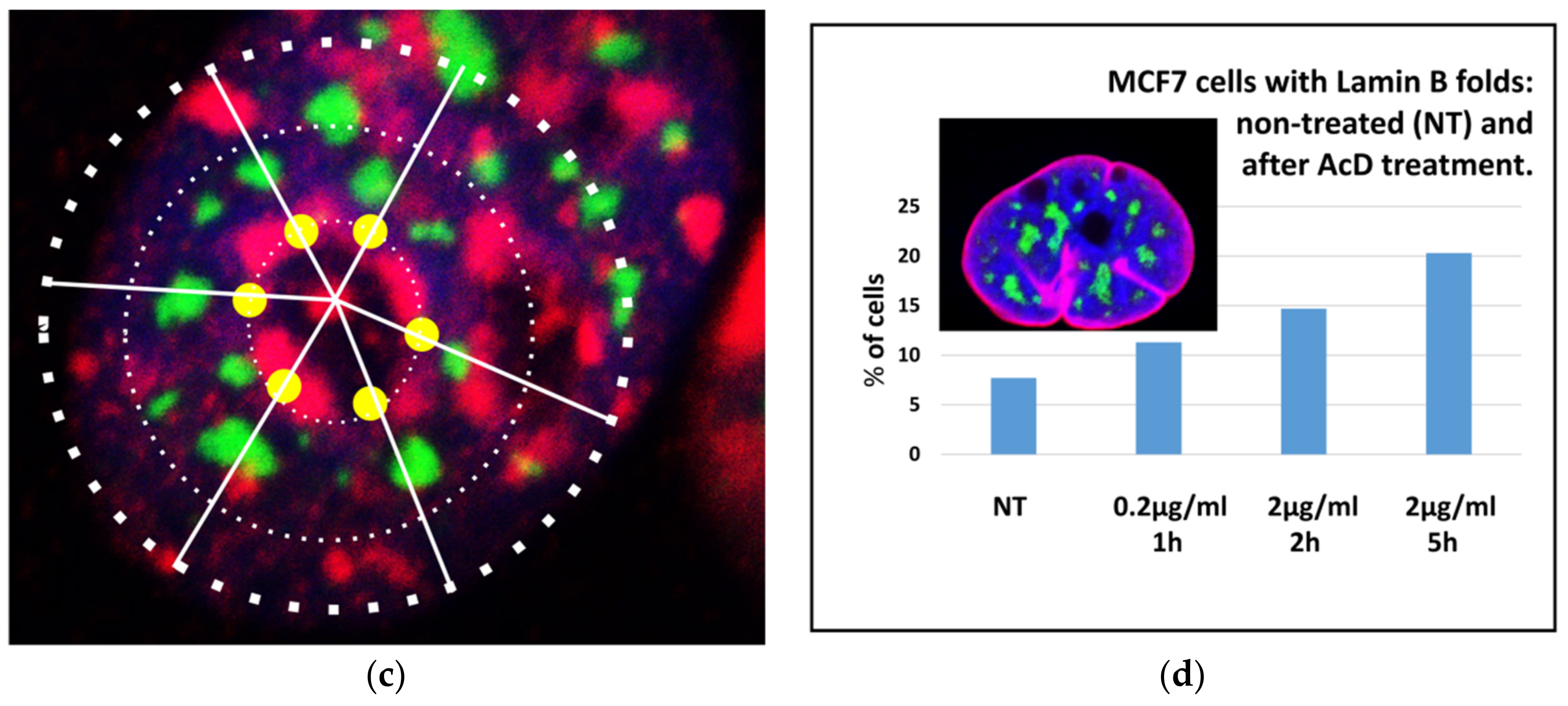 Cells 10 01582 g007b