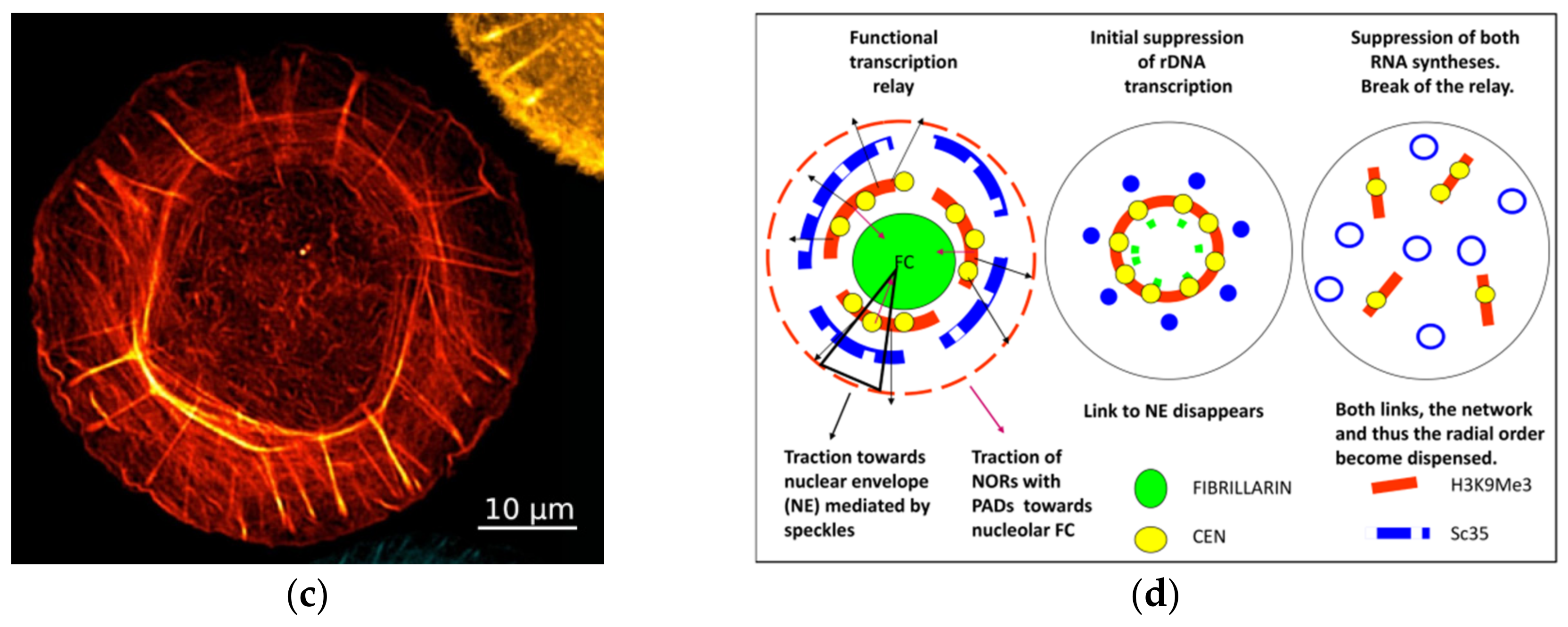 Cells 10 01582 g008b