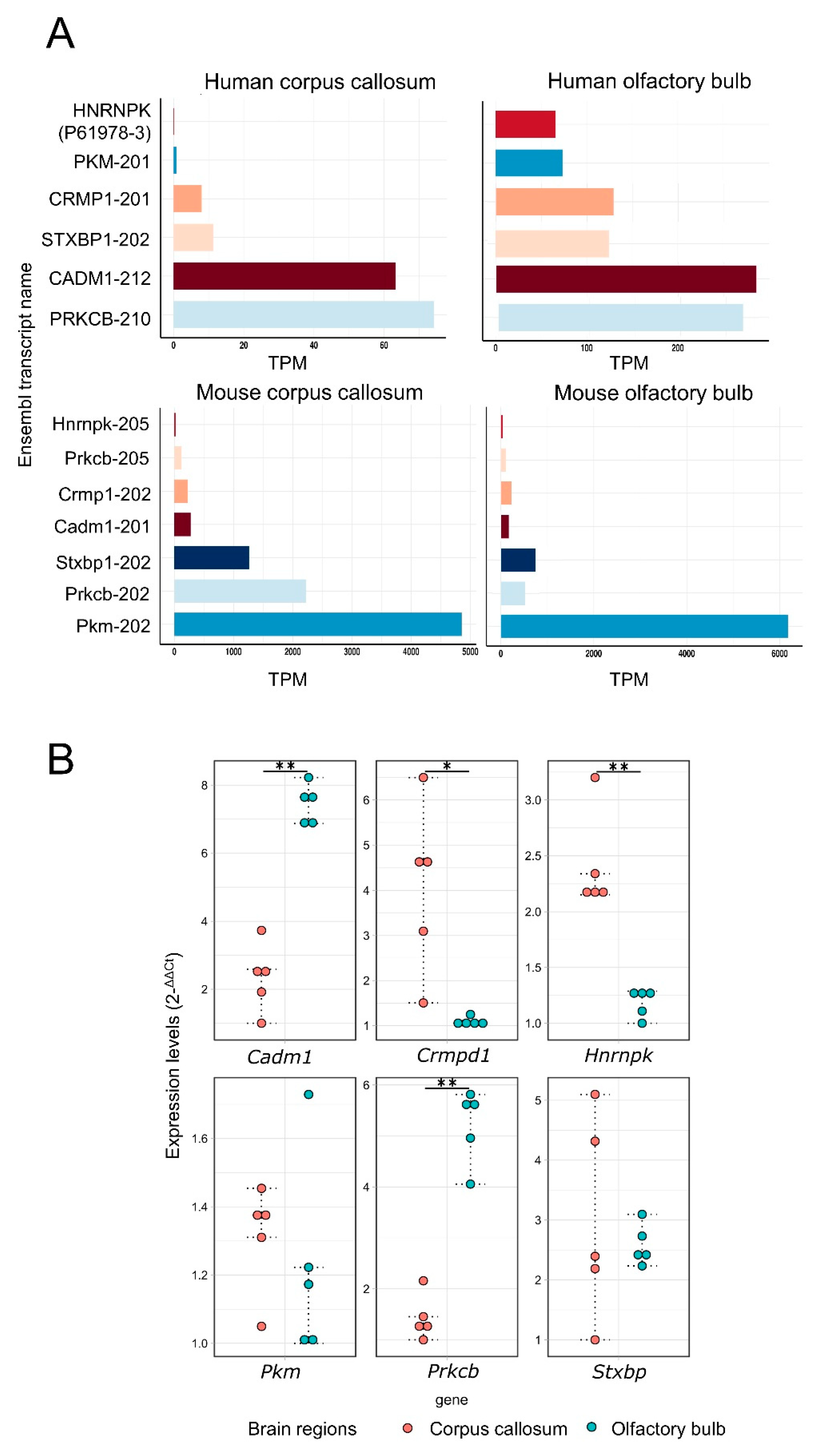 Cells 10 01583 g005 Cells 10 01583 g005