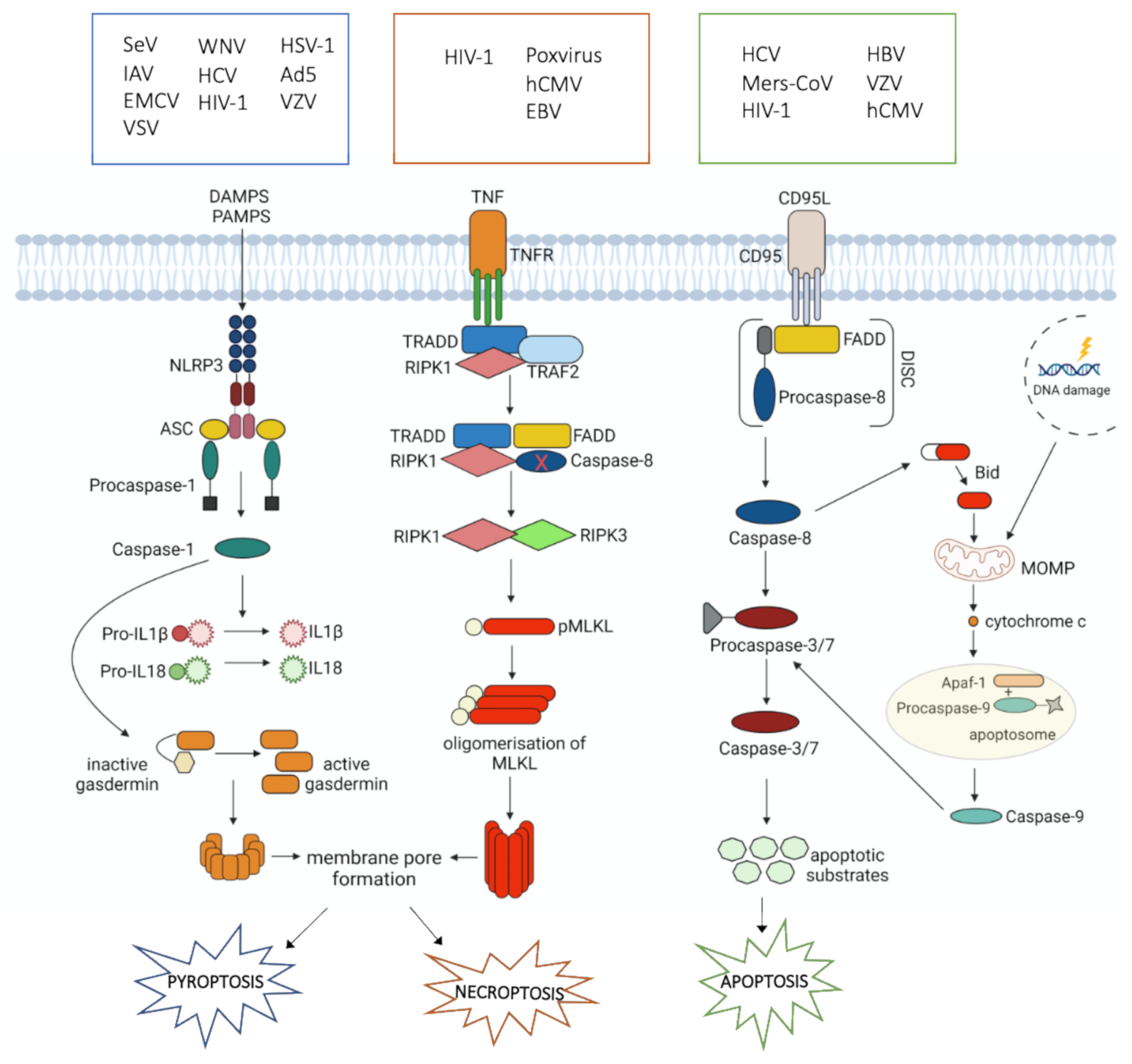 Cells 10 01585 g001 Cells 10 01585 g001