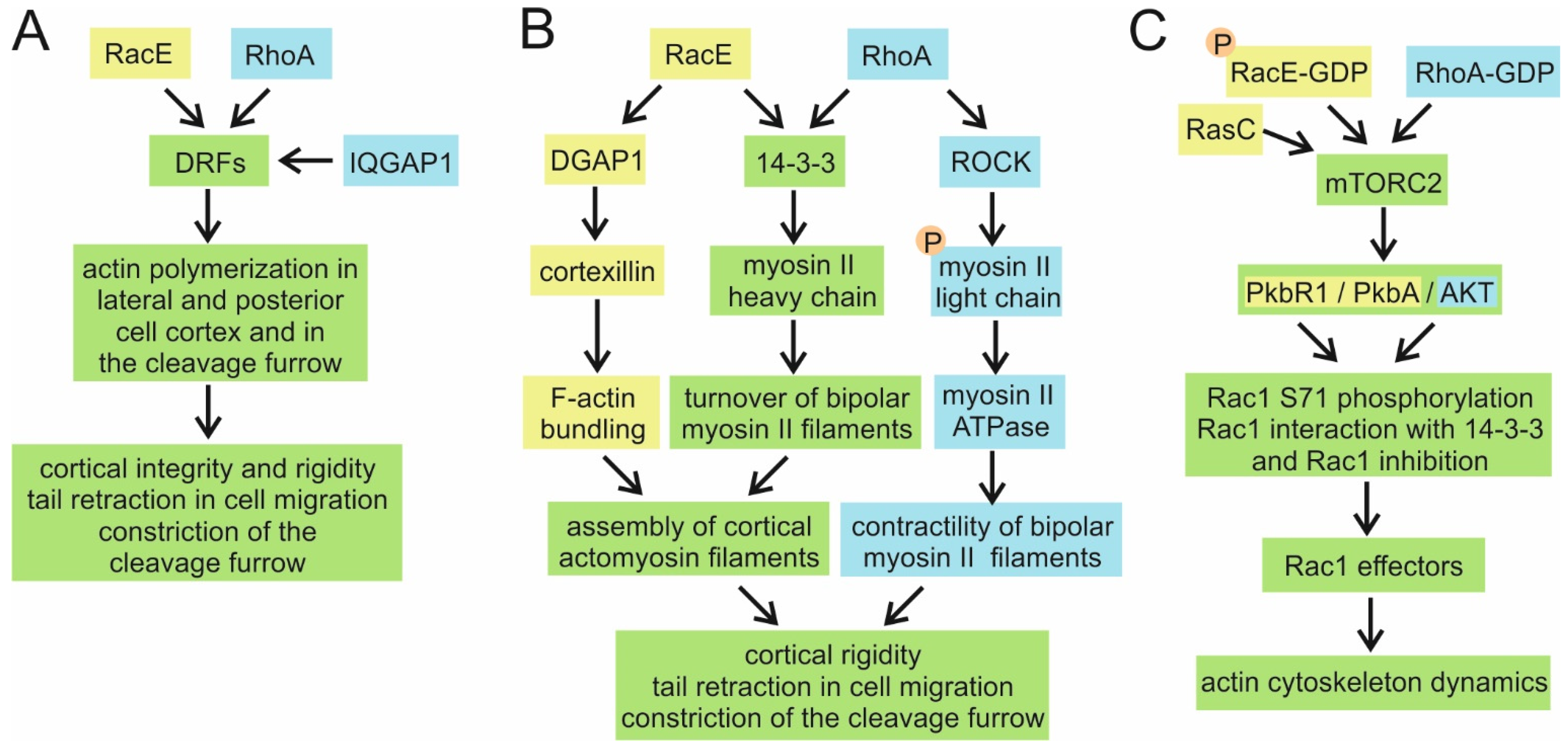 Cells 10 01592 g003 Cells 10 01592 g003
