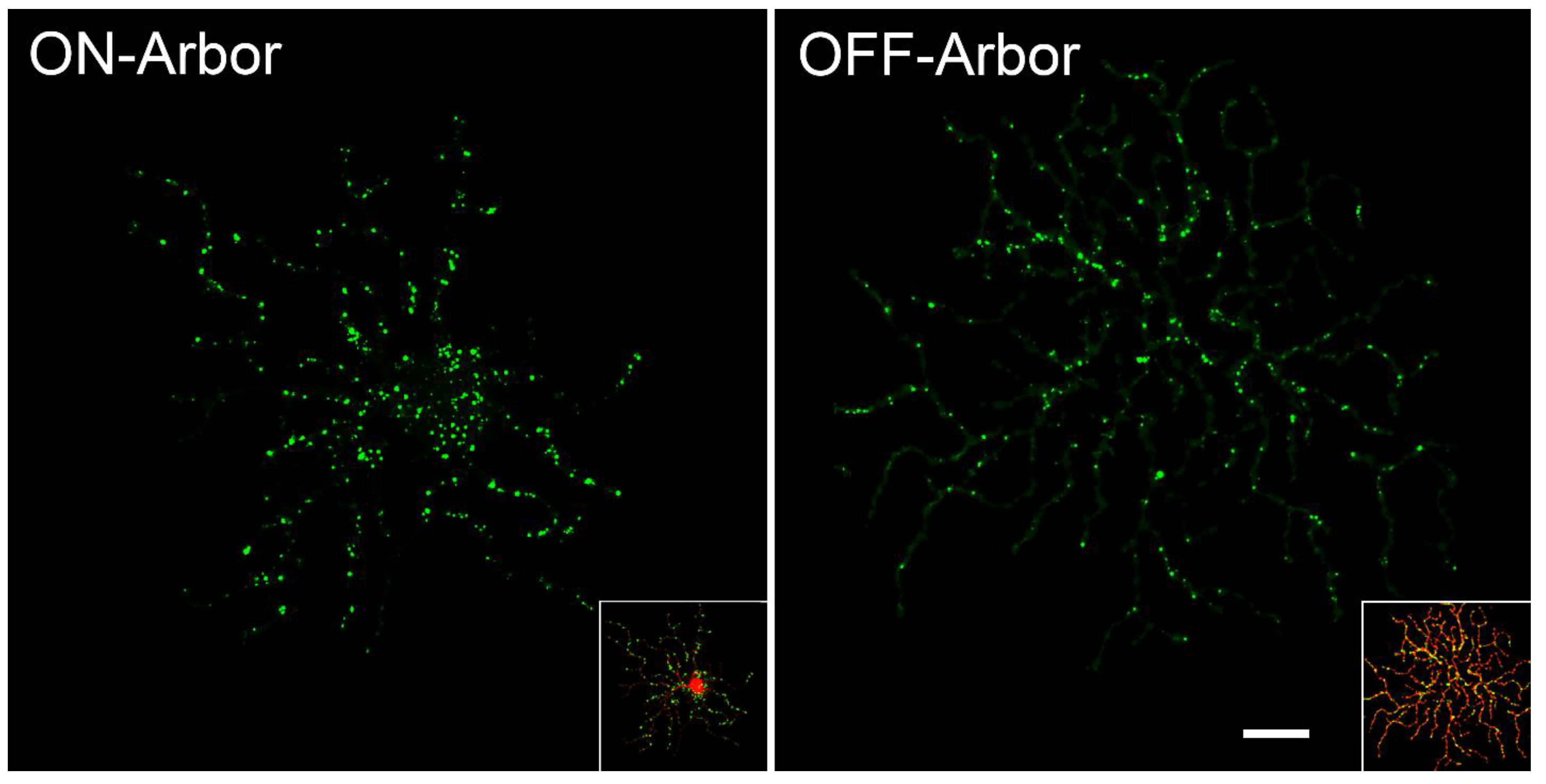 Cells 10 01593 g005 Cells 10 01593 g005