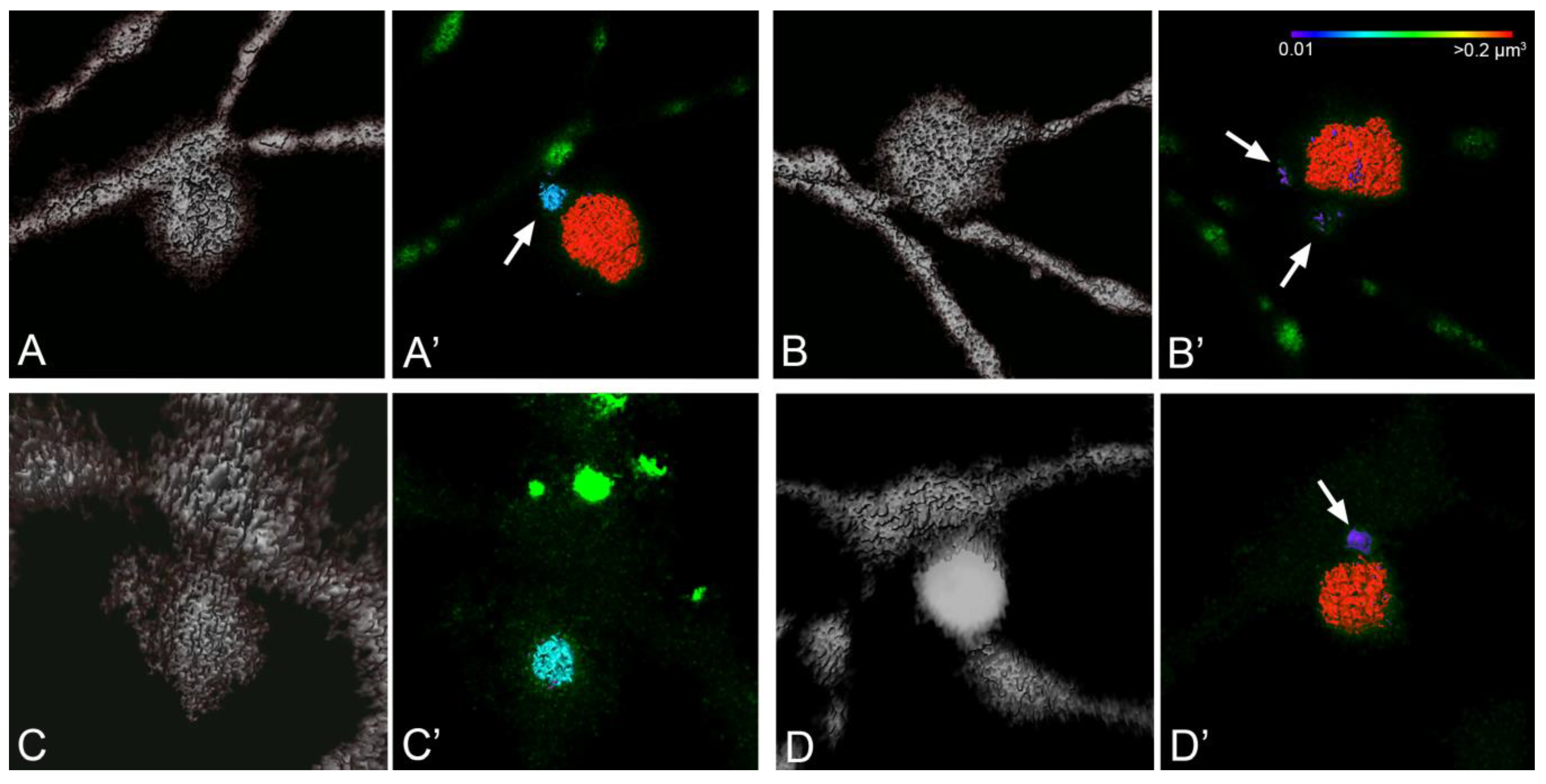 Cells 10 01593 g006 Cells 10 01593 g006