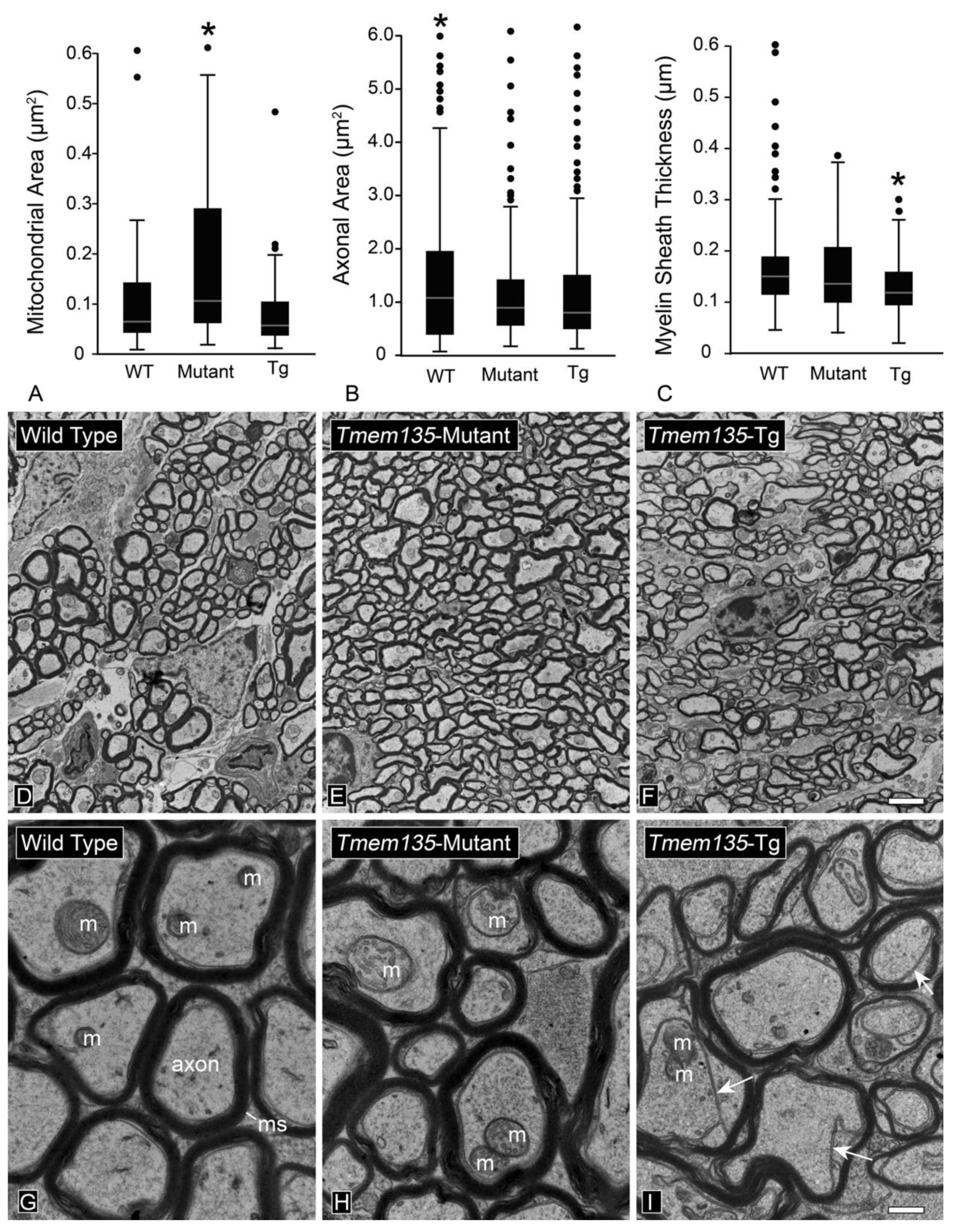 Cells 10 01593 g007 Cells 10 01593 g007