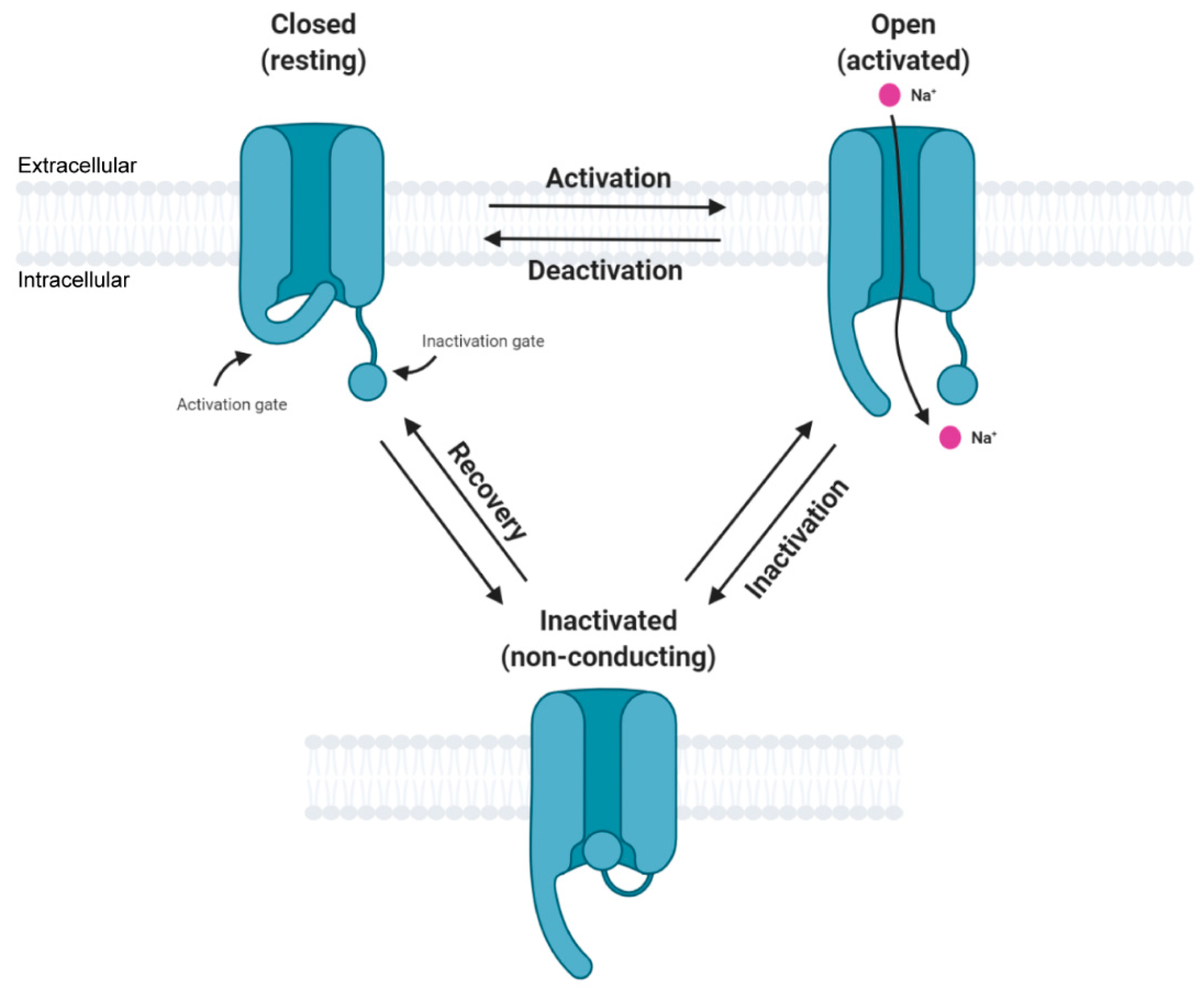 Cells 10 01595 g002 Cells 10 01595 g002