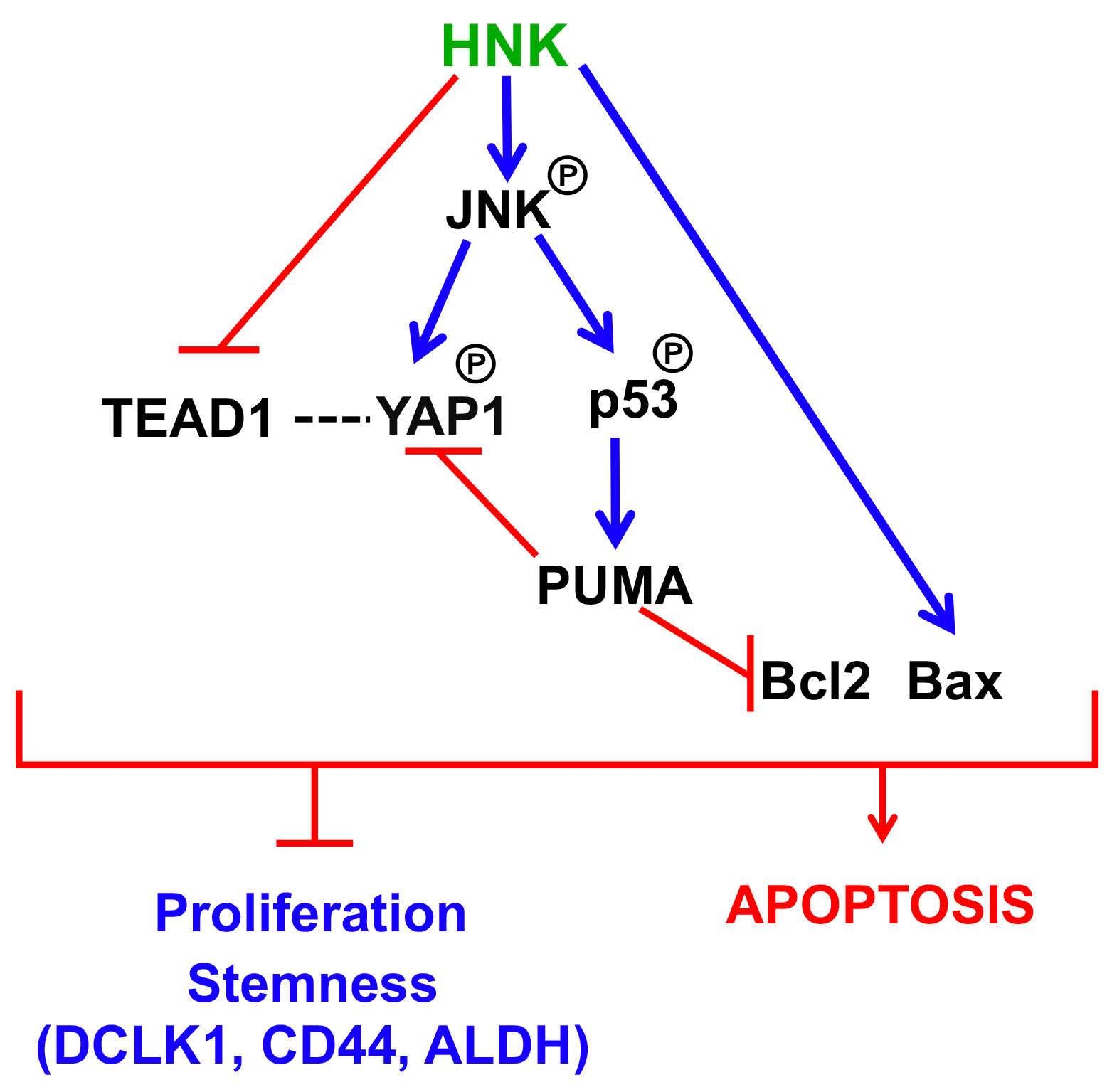 Cells Free Full Text Honokiol Affects Stem Cell Viability By Suppressing Oncogenic Yap1 Function To Inhibit Colon Tumorigenesis Html