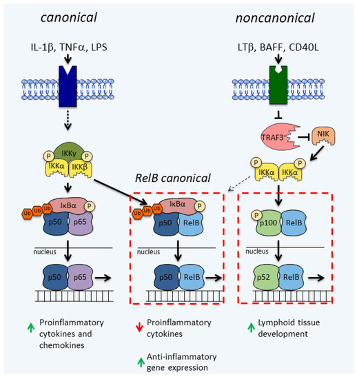 Cells | Free Full-Text | RelB and Neuroinflammation