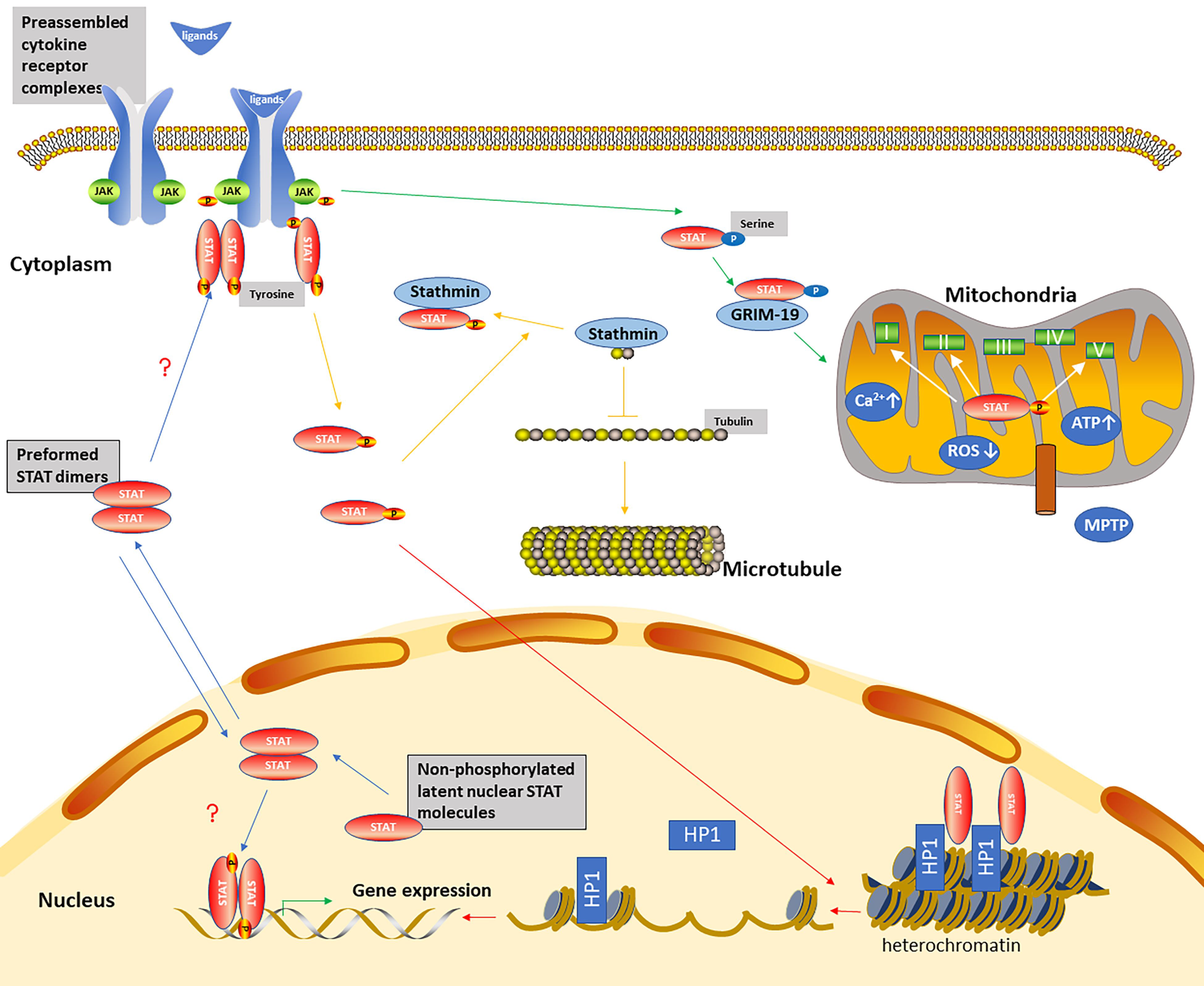 Non-canonical NFκB activation promotes chemokine expression in podocytes