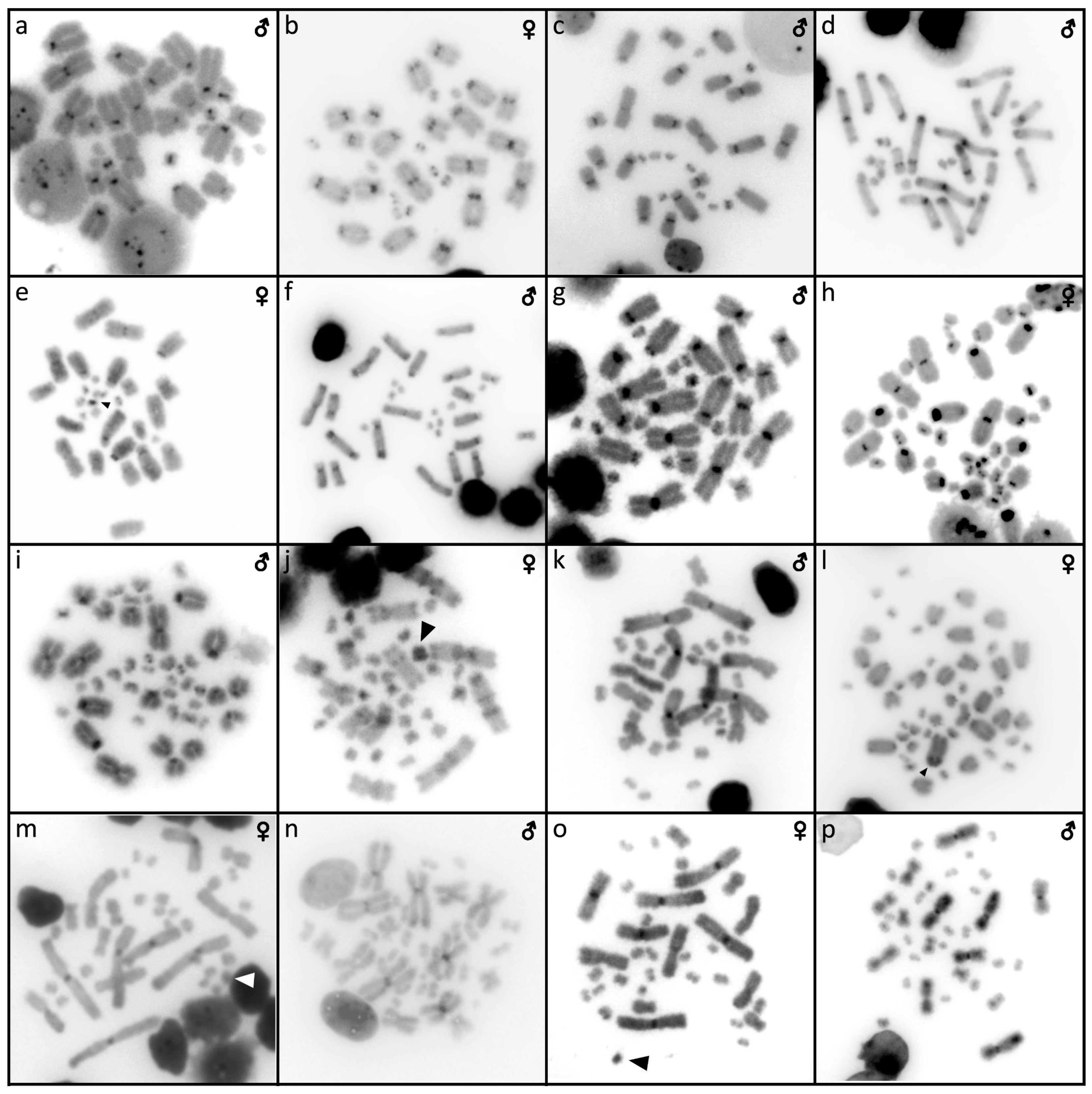 Cells 10 01612 g004 Cells 10 01612 g004