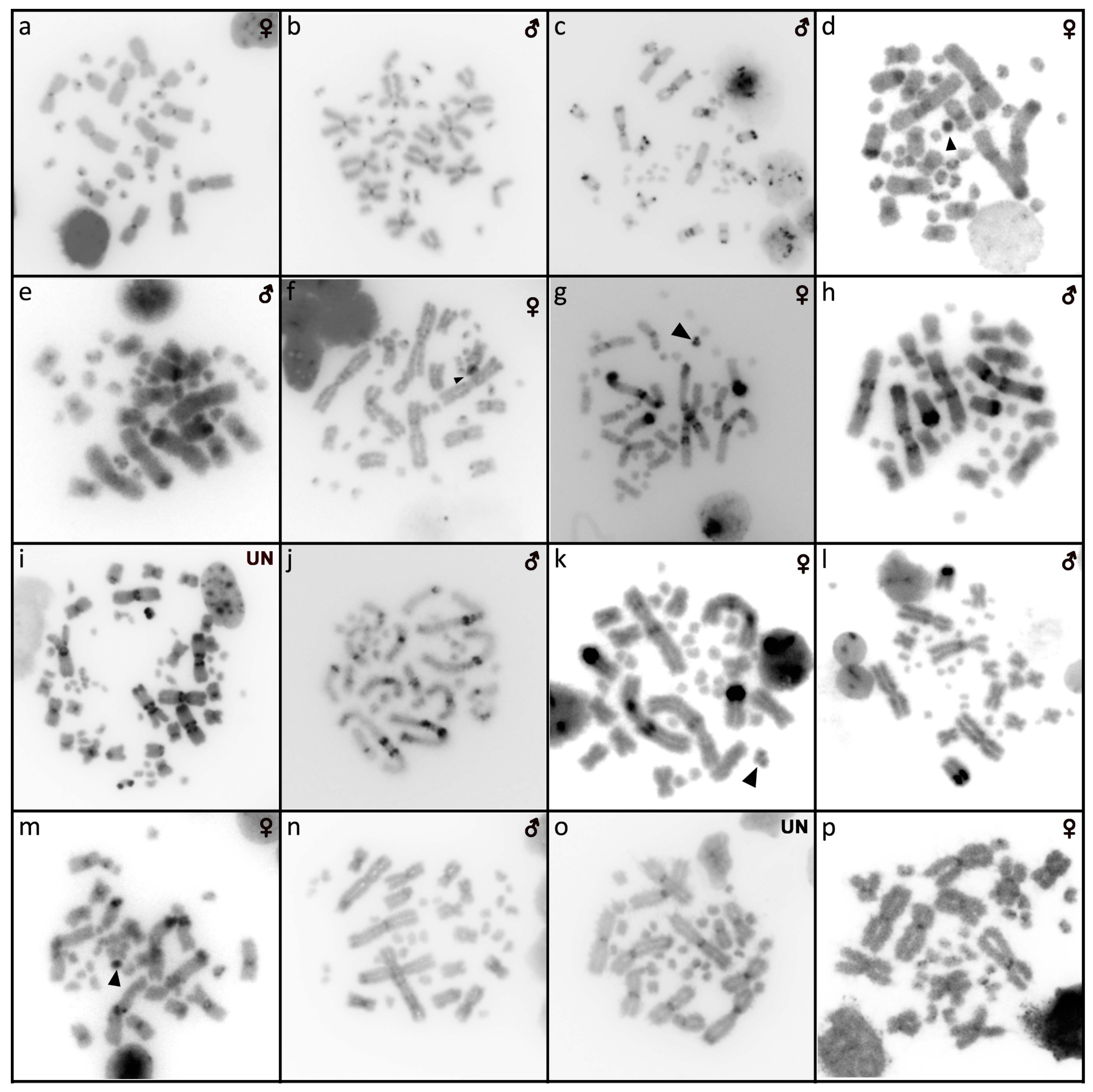 Cells 10 01612 g005 Cells 10 01612 g005