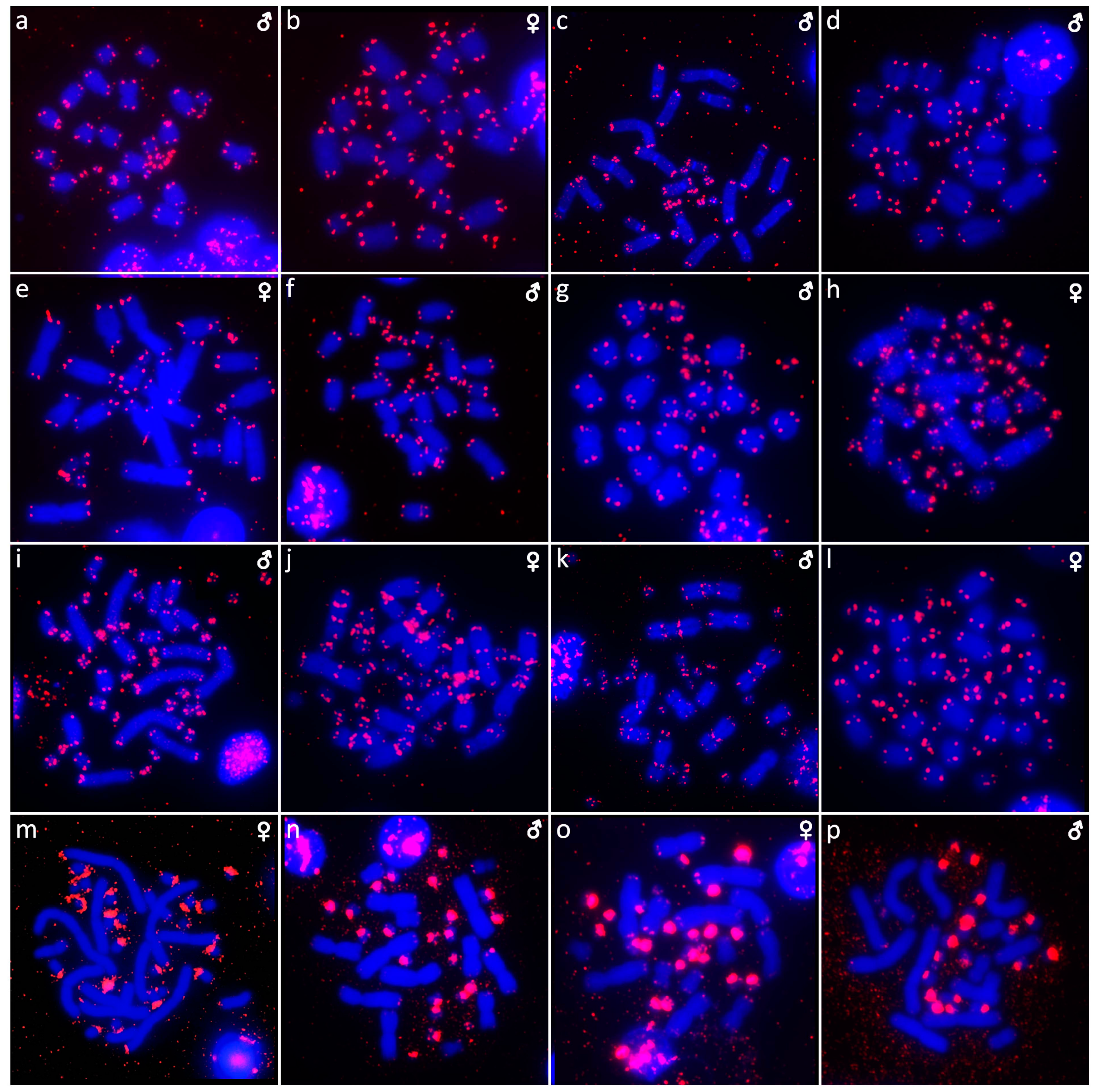 Cells 10 01612 g006 Cells 10 01612 g006