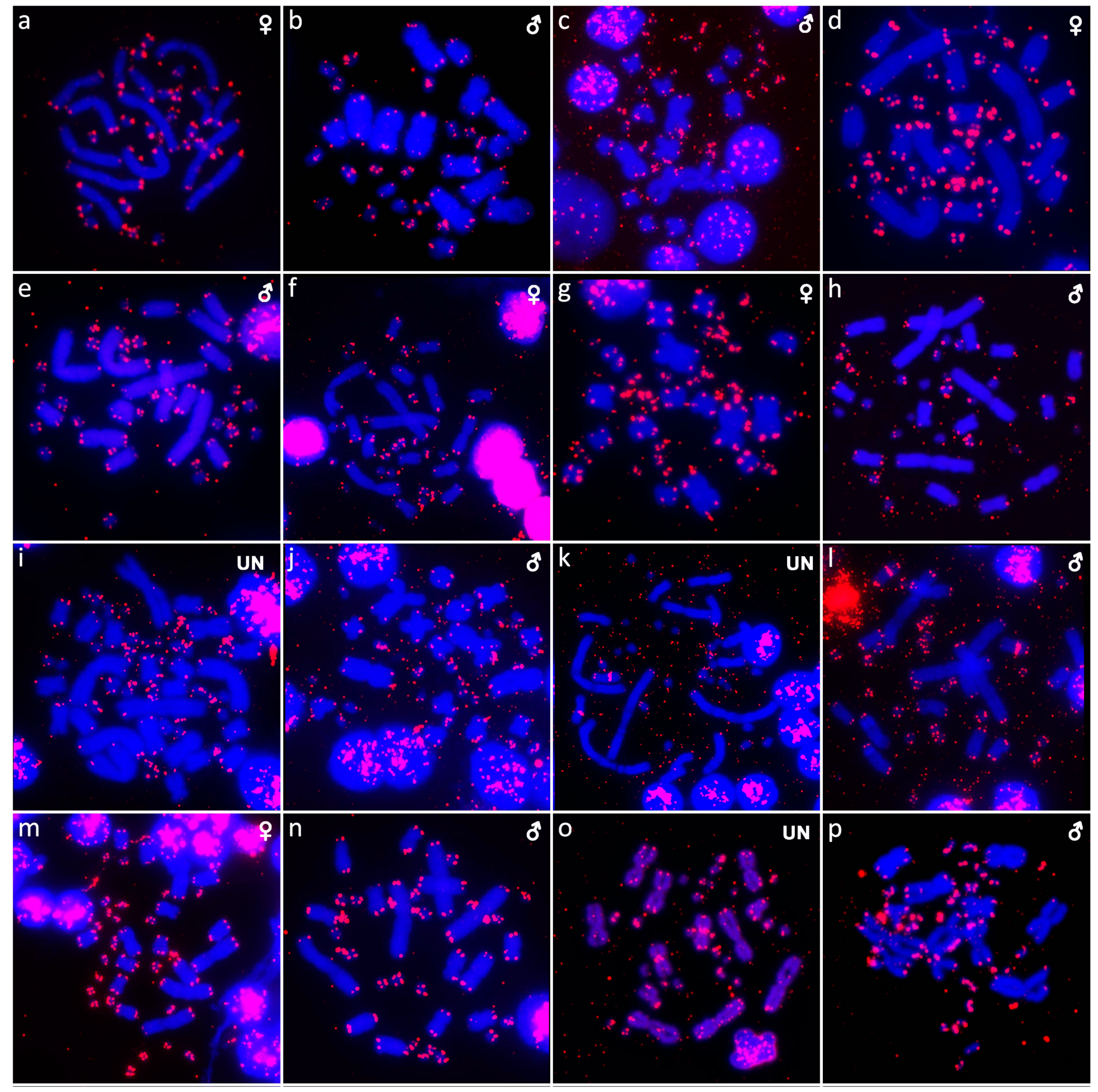 Cells 10 01612 g007 Cells 10 01612 g007