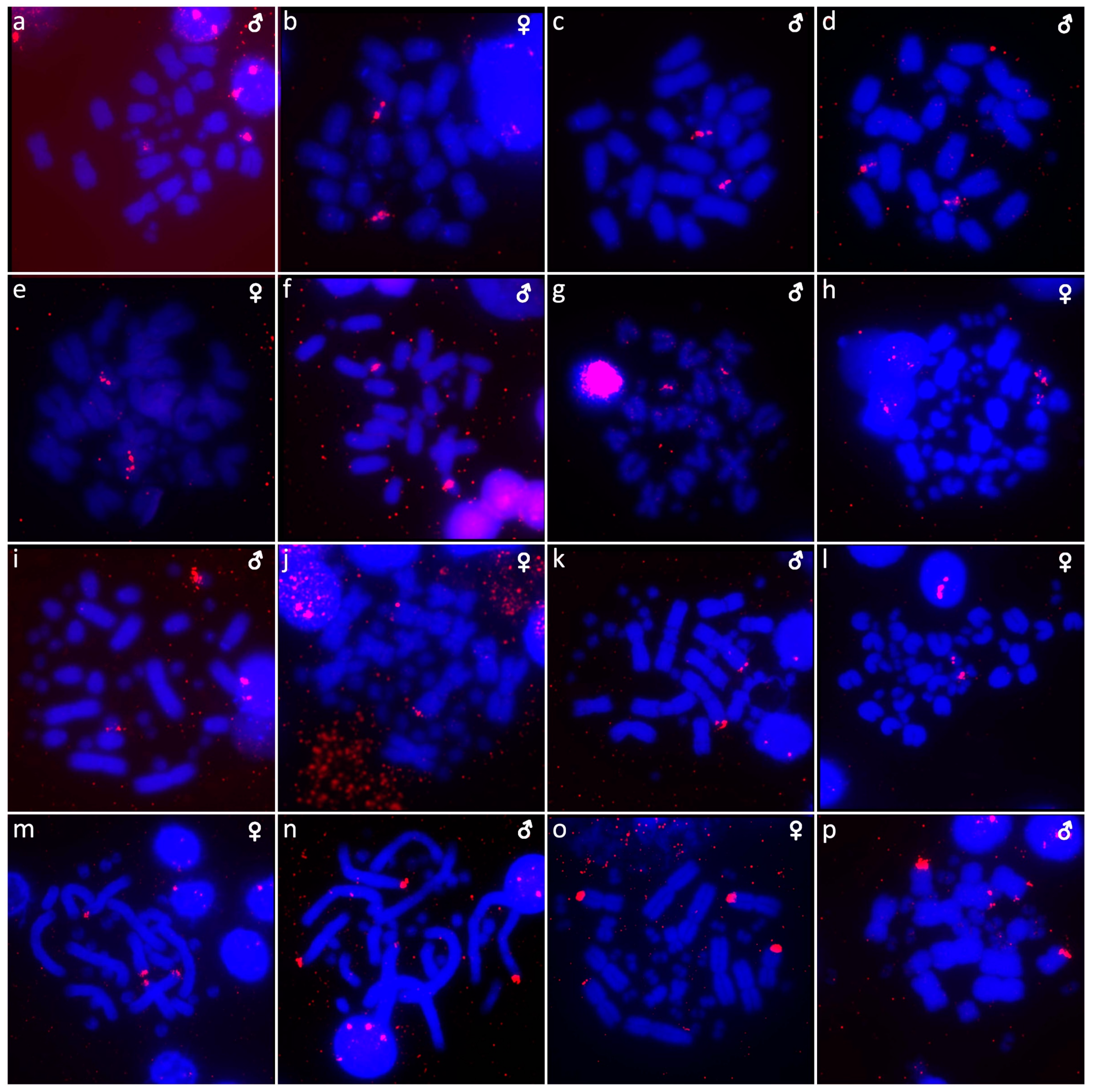 Cells 10 01612 g008 Cells 10 01612 g008