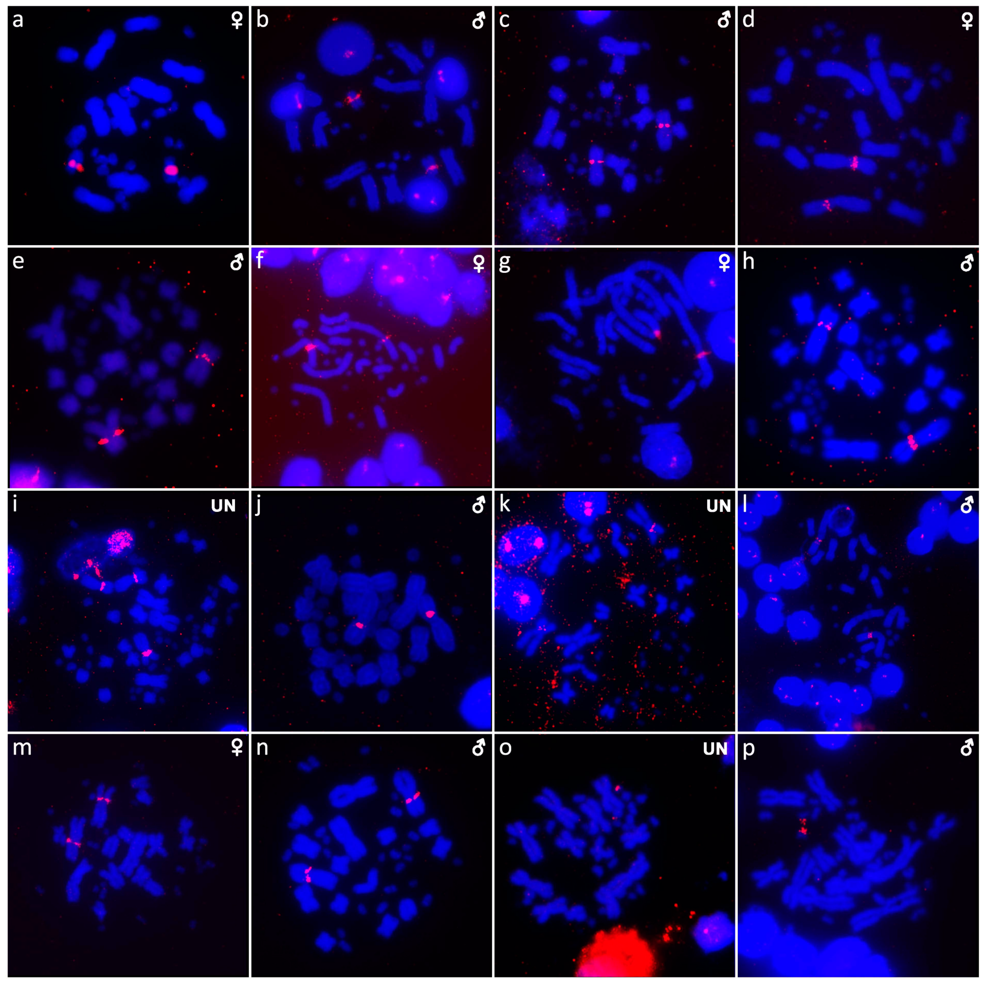 Cells 10 01612 g009 Cells 10 01612 g009
