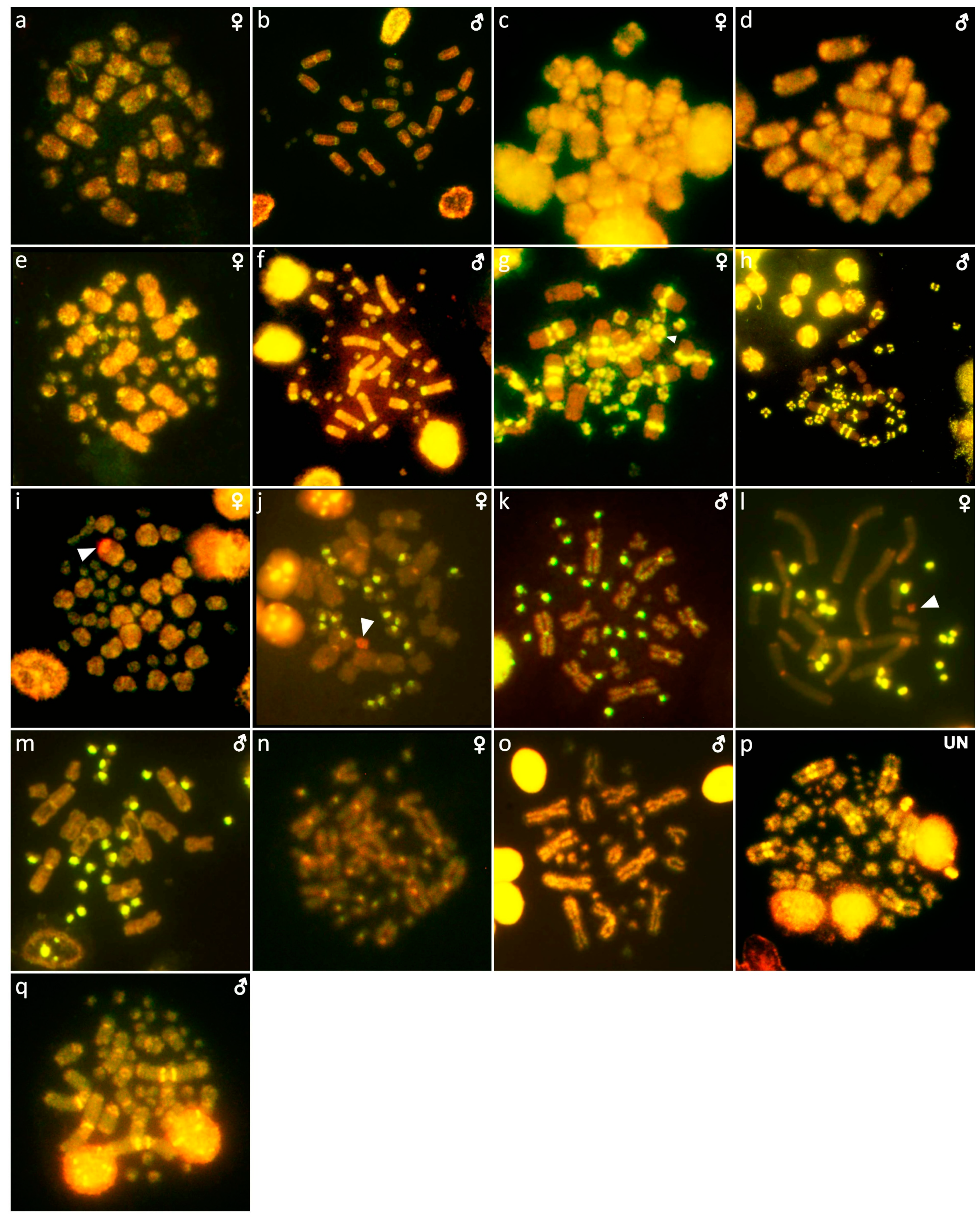 Cells 10 01612 g010 Cells 10 01612 g010