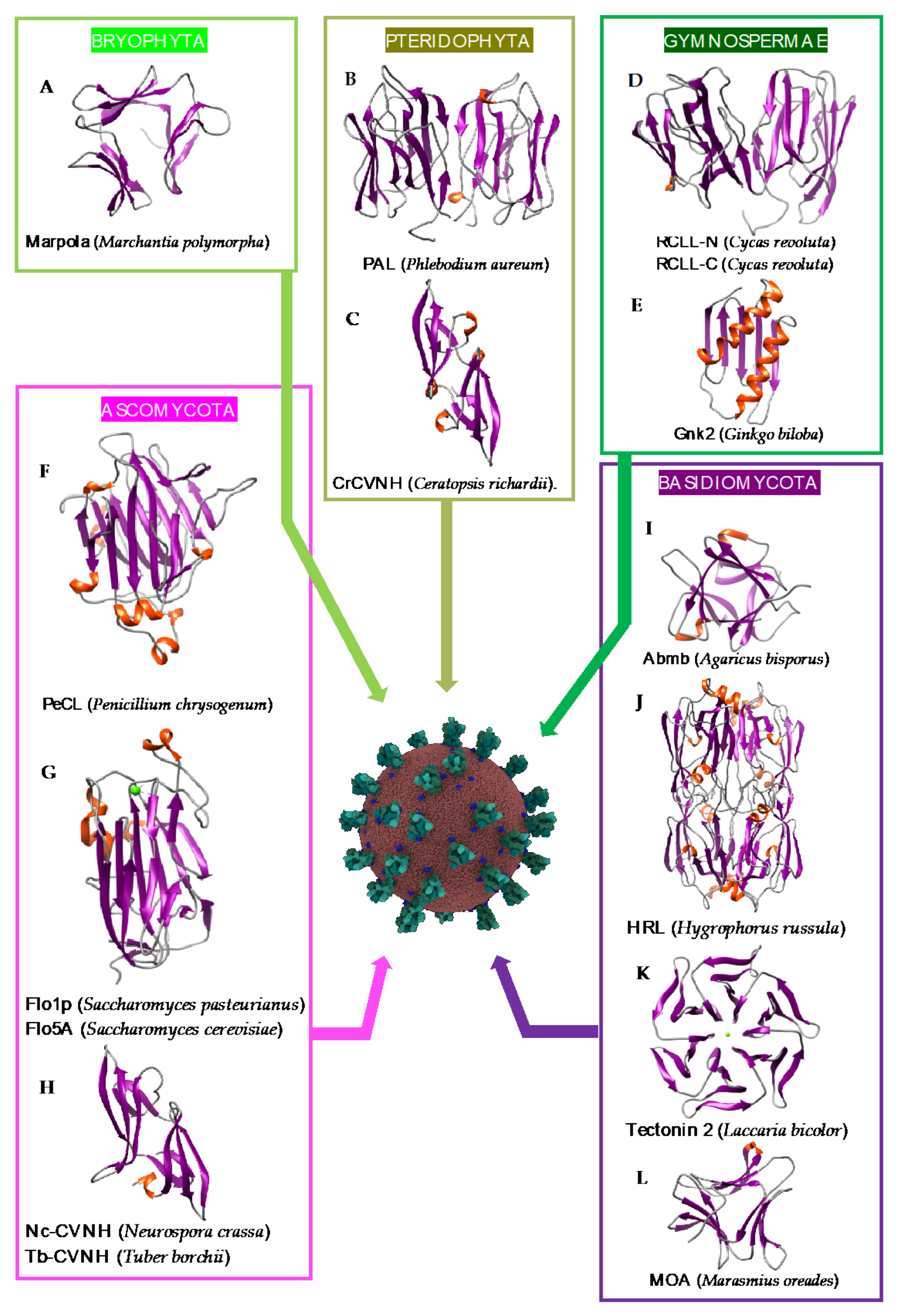 Cells 10 01619 g011 Cells 10 01619 g011