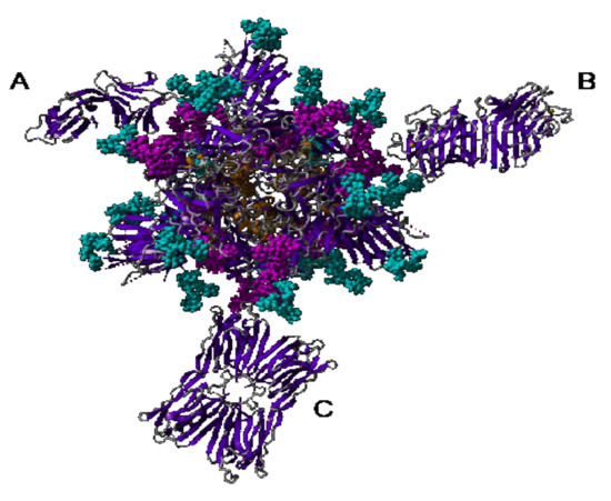 Man-Specific Lectins from Plants, Fungi, Algae and Cyanobacteria
